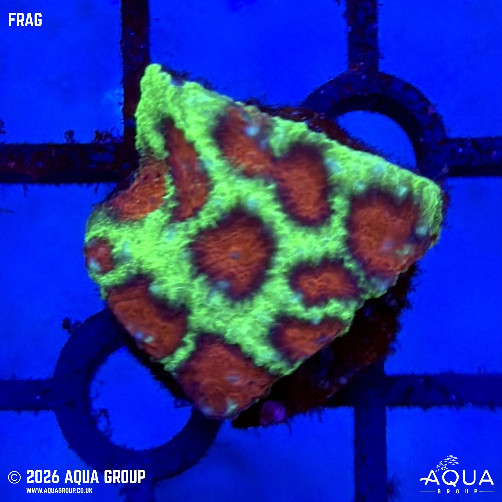 Christmas Favia - Favia sp. - Image 2