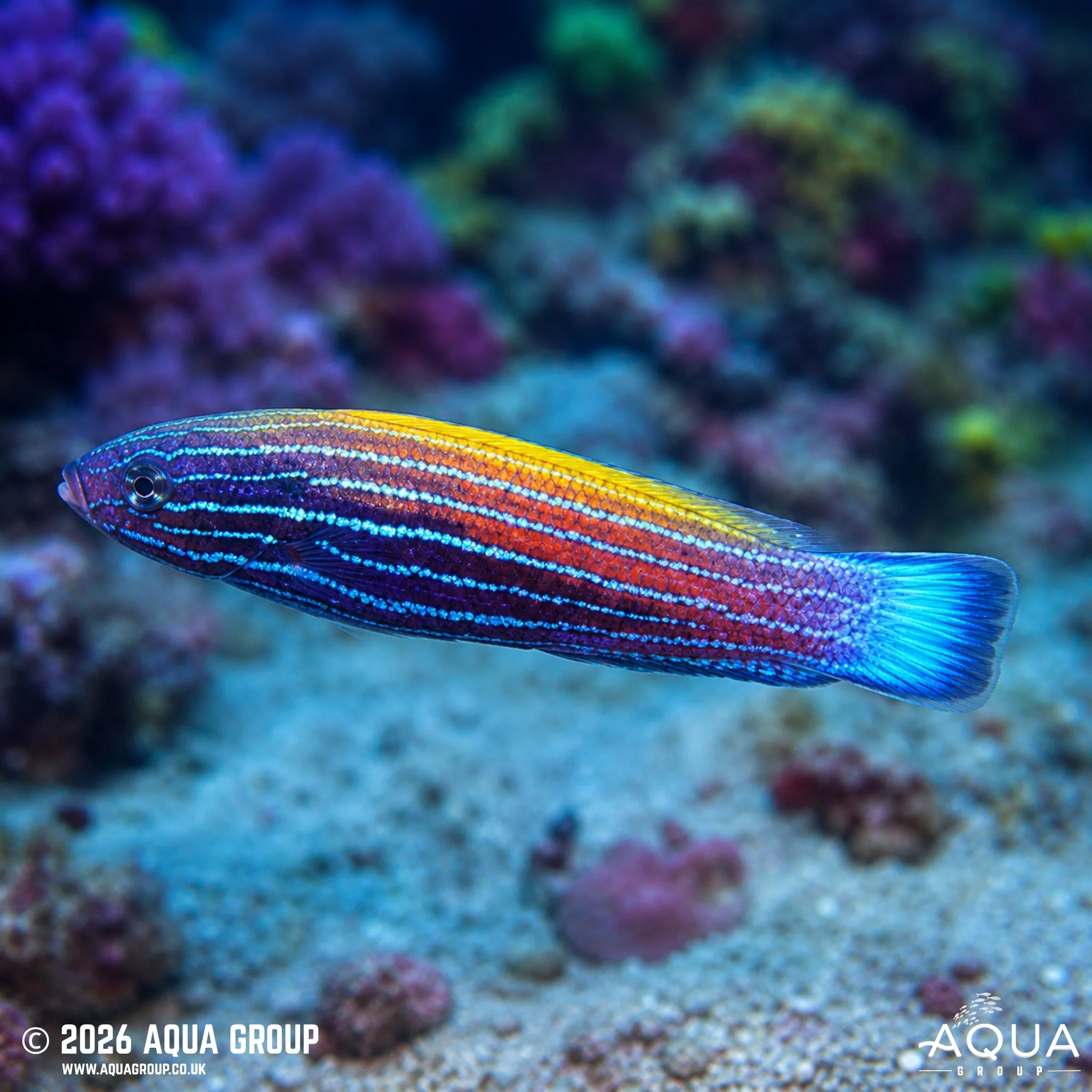 Comet Wrasse - Labropsis xanthonota - Image 2