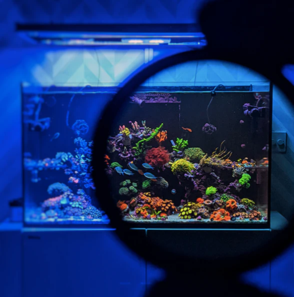 Coral Colour Lens Gen 2 - Image 2