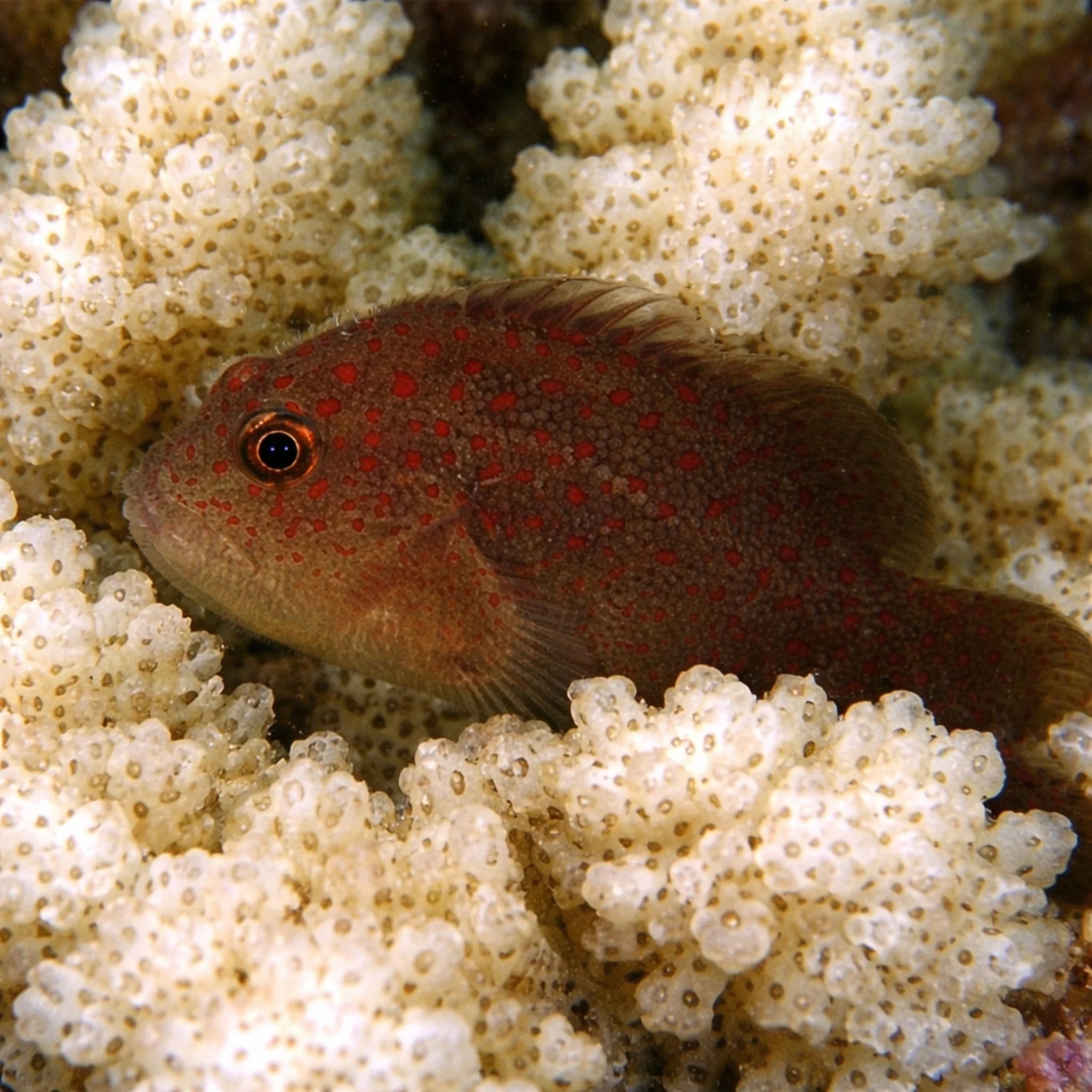 Velvet Coral Croucher - Caracanthus unipinna