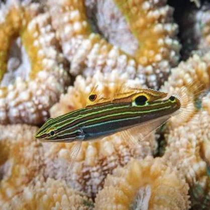 Hector's Goby - Koumansetta Hectori