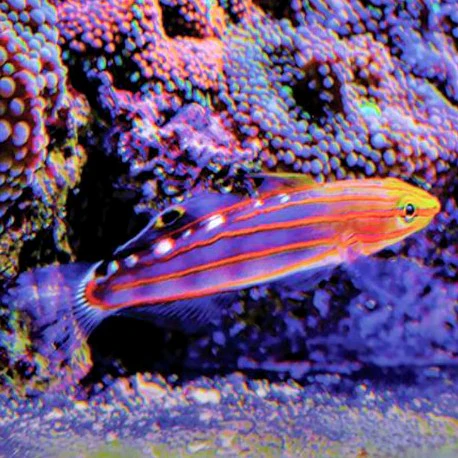 Rainfordi Court Jestor- Amblygobius rainfordi