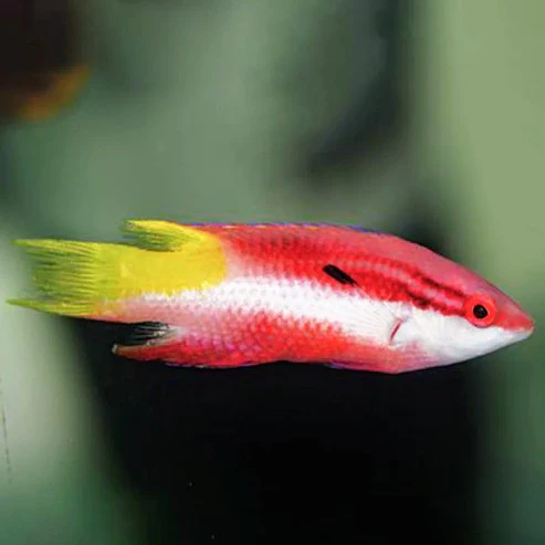Cuban Hog