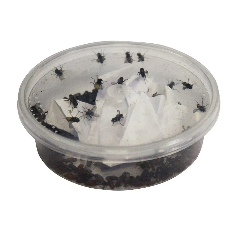 Curly-wing Flies pre-pack