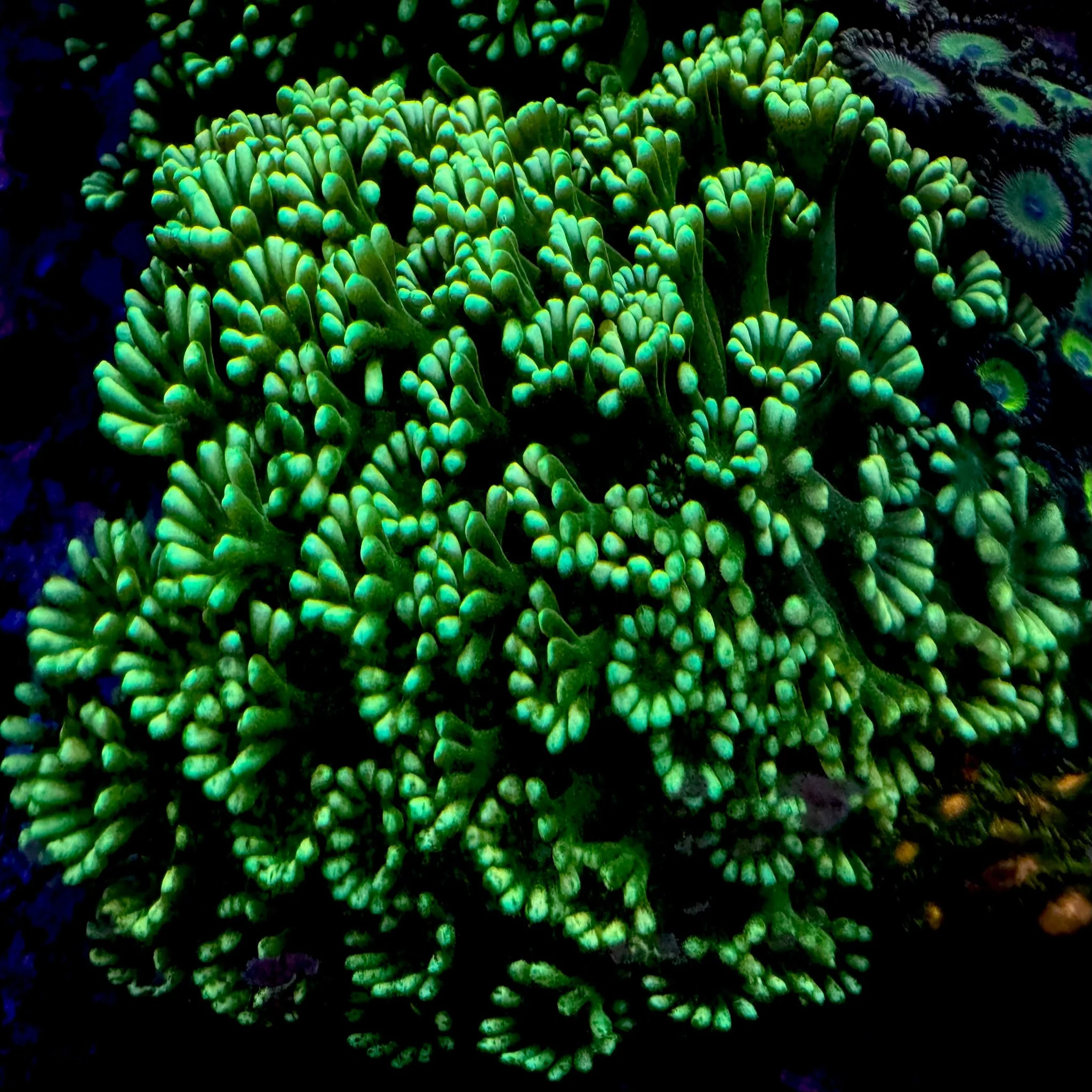 Alveopora Mint Green Coral-Australian - Frag