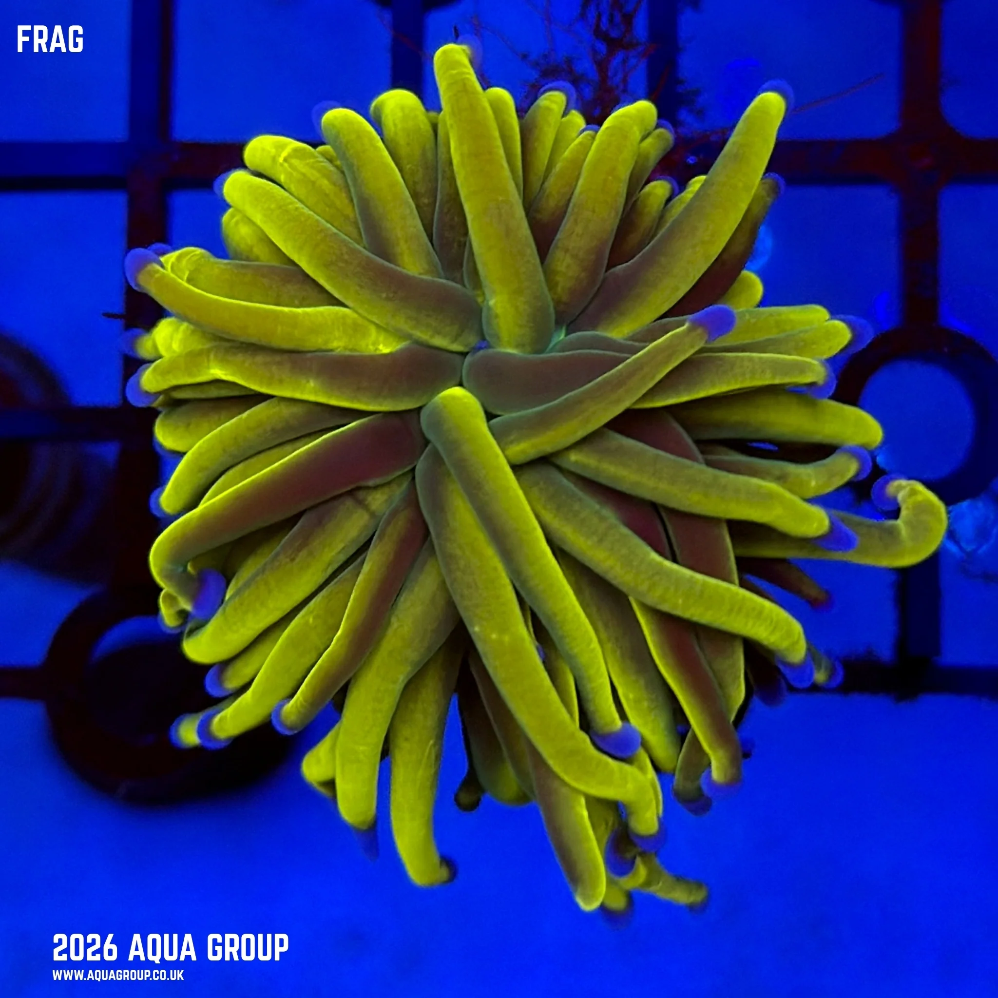 Dark Grail Torch Coral - Euphyllia glabrescens