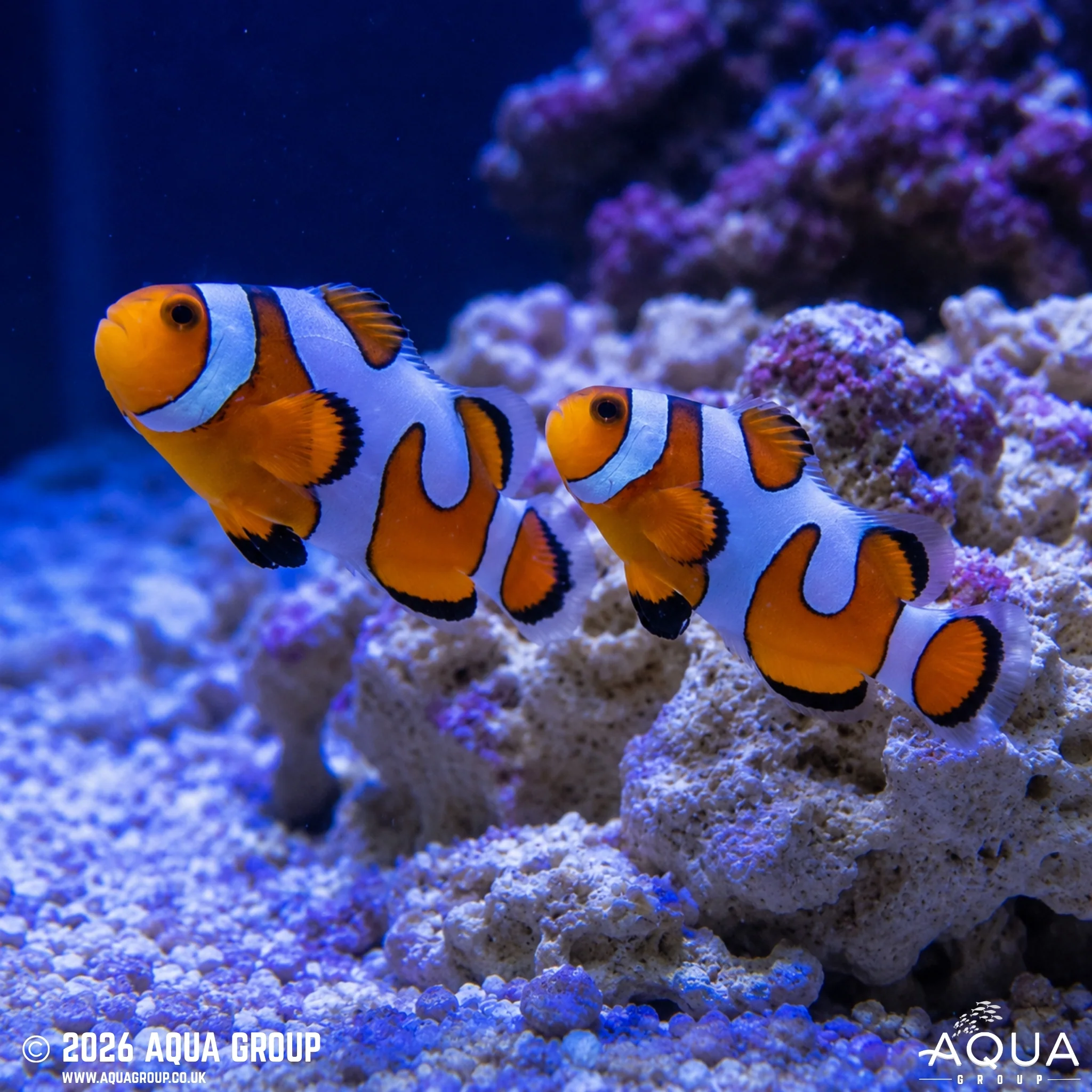 DaVinci Clownfish - Amphiprion ocellaris