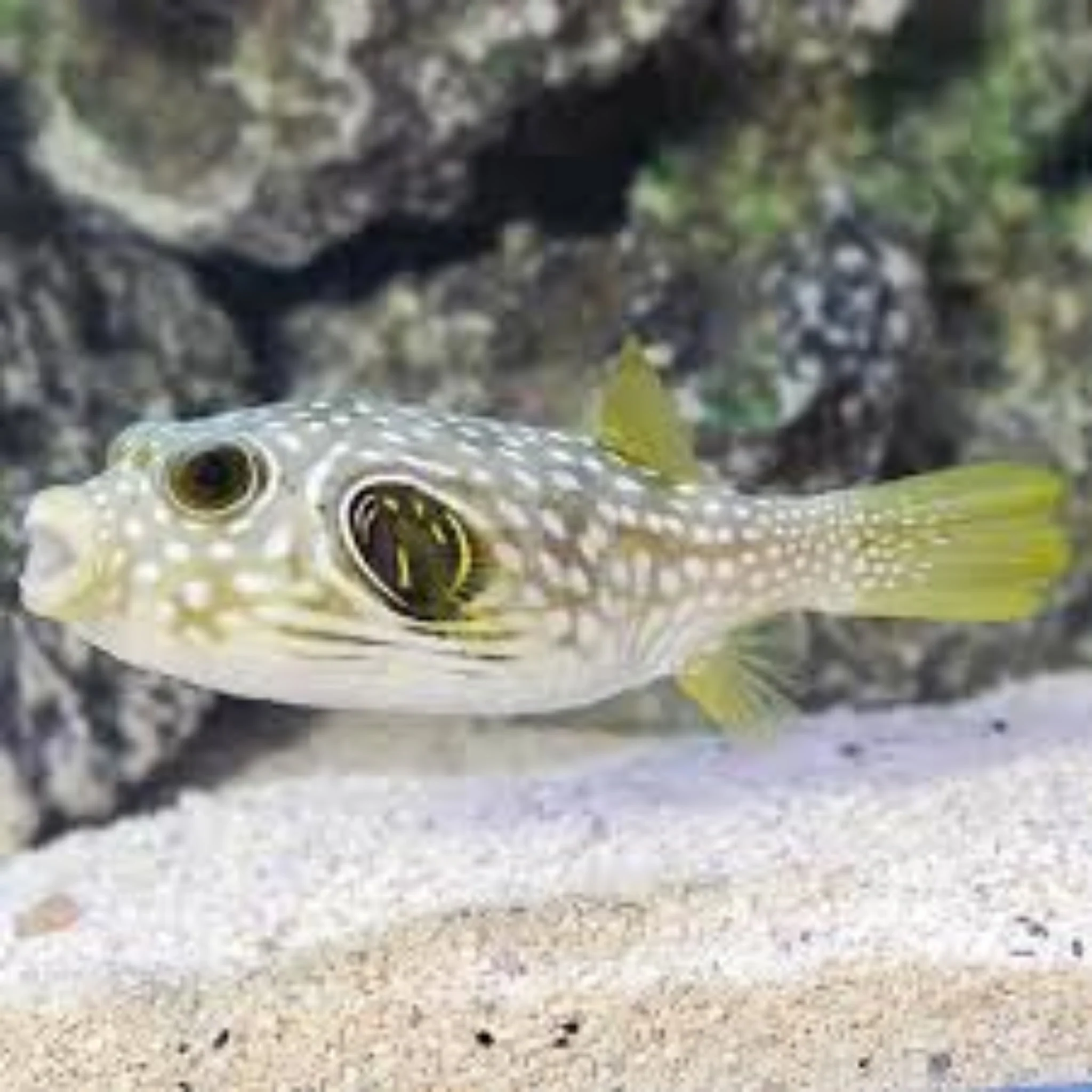 Dogface Puffer - Stars & Stripe