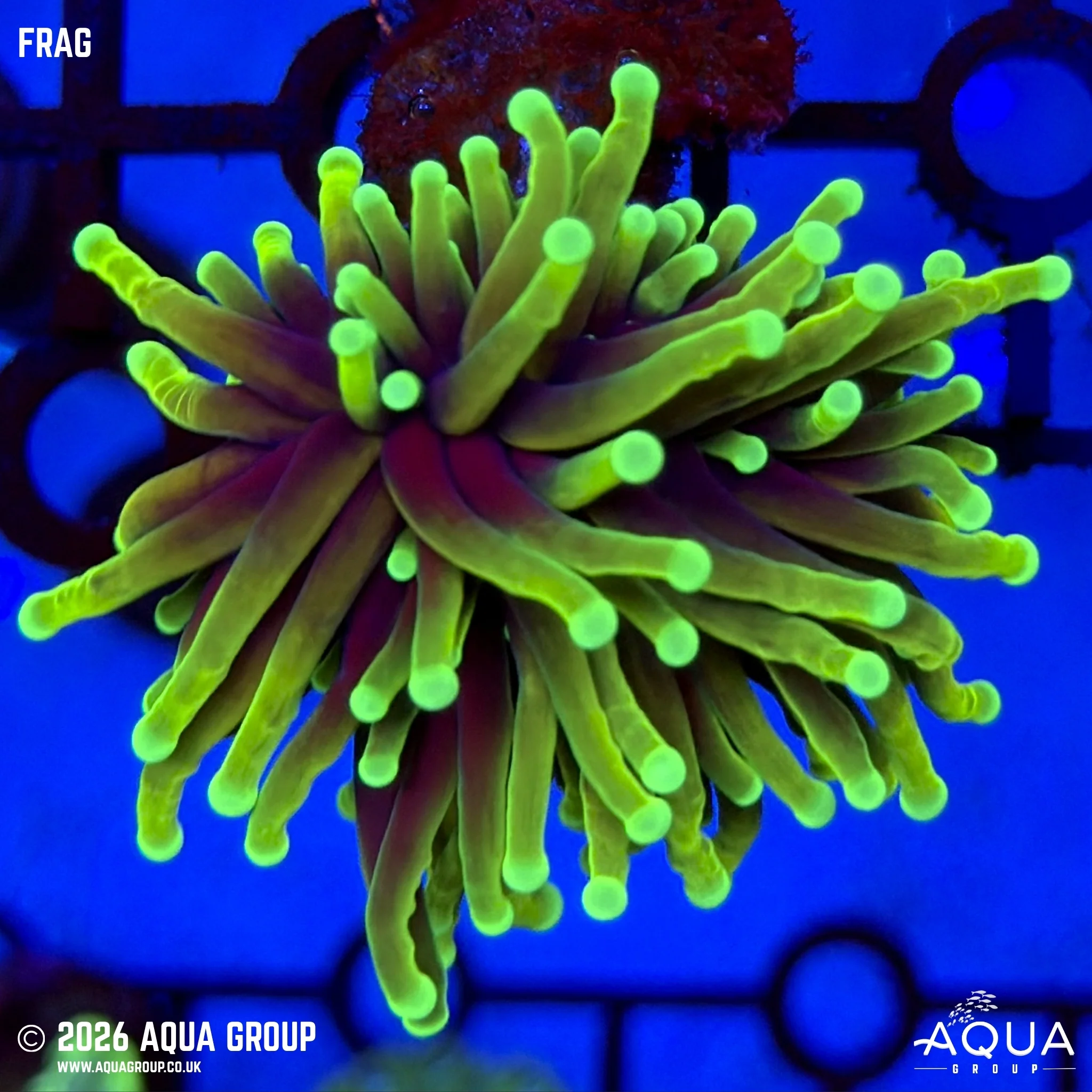 Dragon Soul Torch Coral - Euphyllia glabrescens