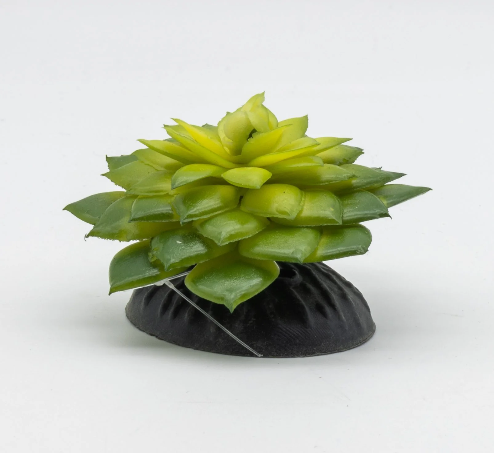 ProRep E Salsaverde Plant - 10cm
