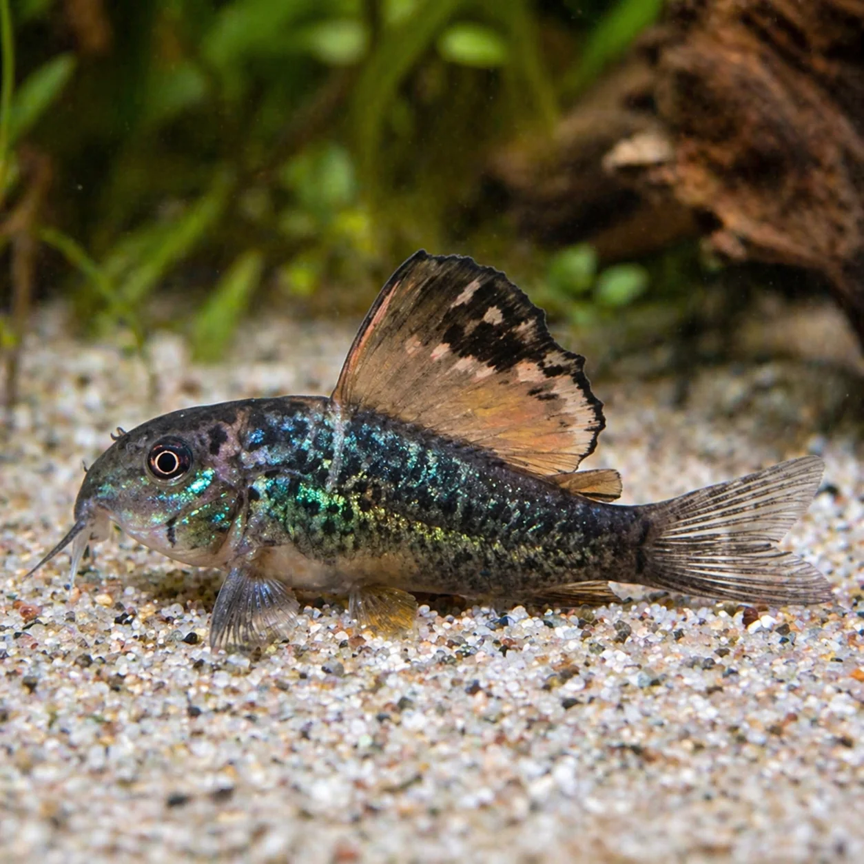Emerald Brochis - Brochis splendens - Image 3