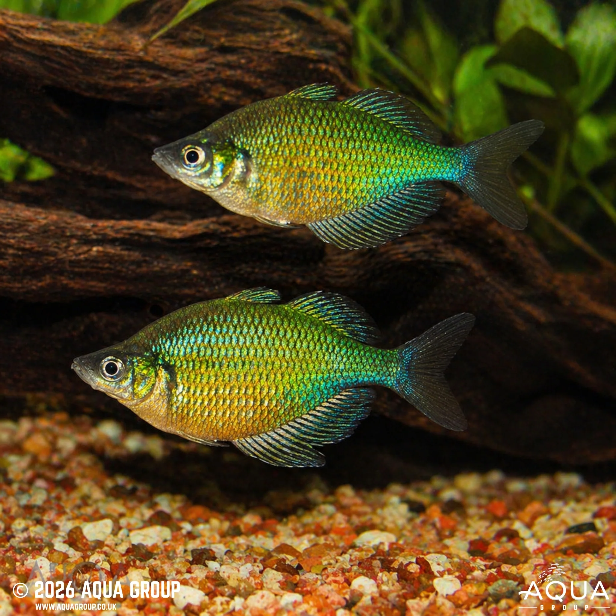 Emerald Green Rainbowfish - Glossolepis wanamensis - Image 2