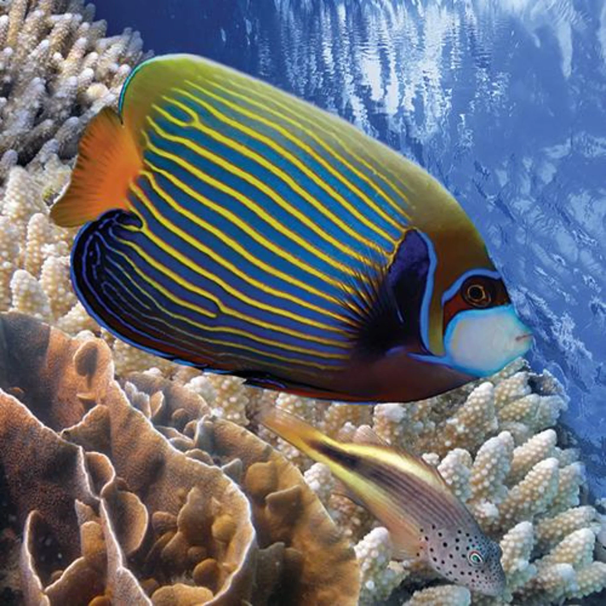 Emperor Angel - Pomacanthus imperator [Adult]