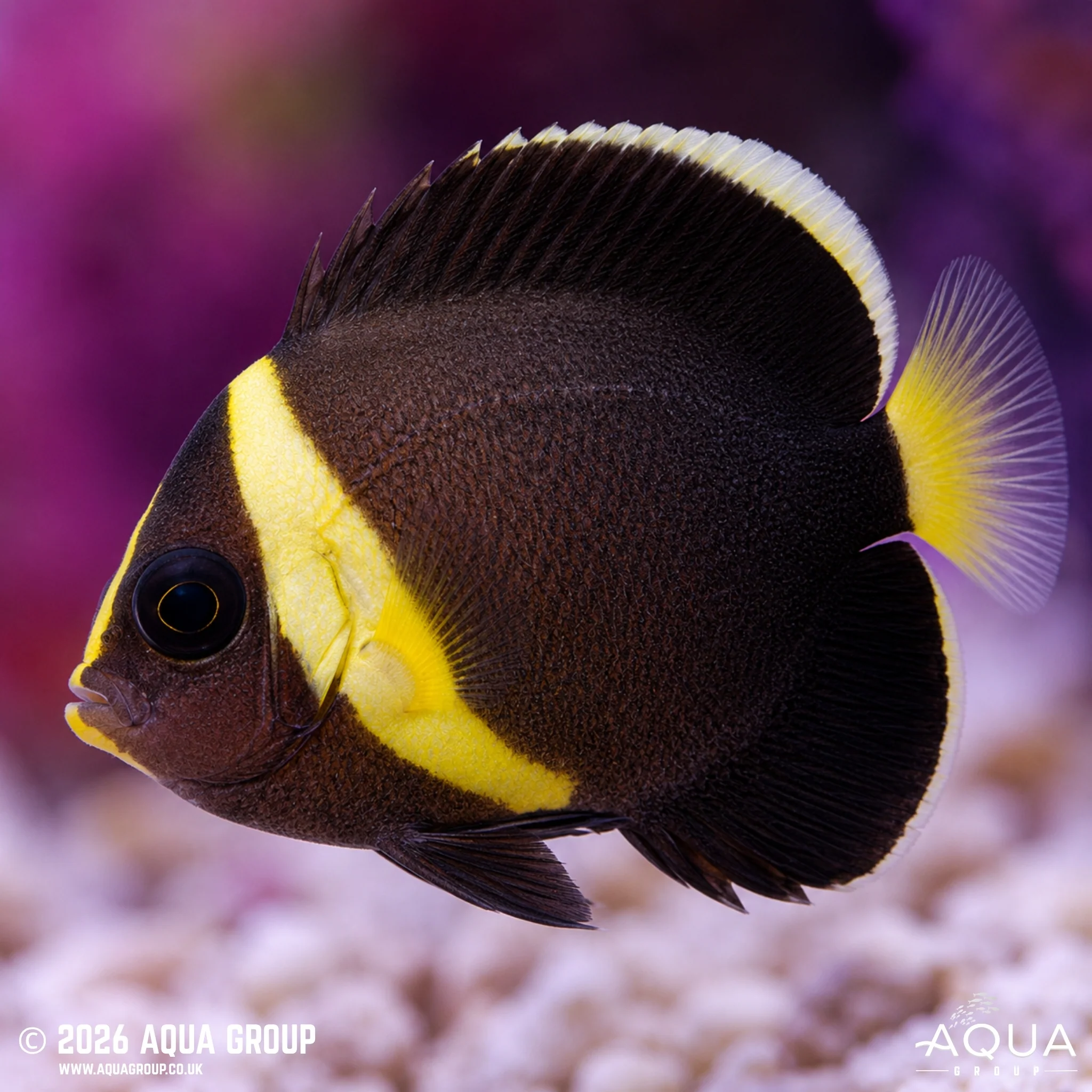 False Personifer Angelfish - Chaetodontoplus meredithi - Image 3