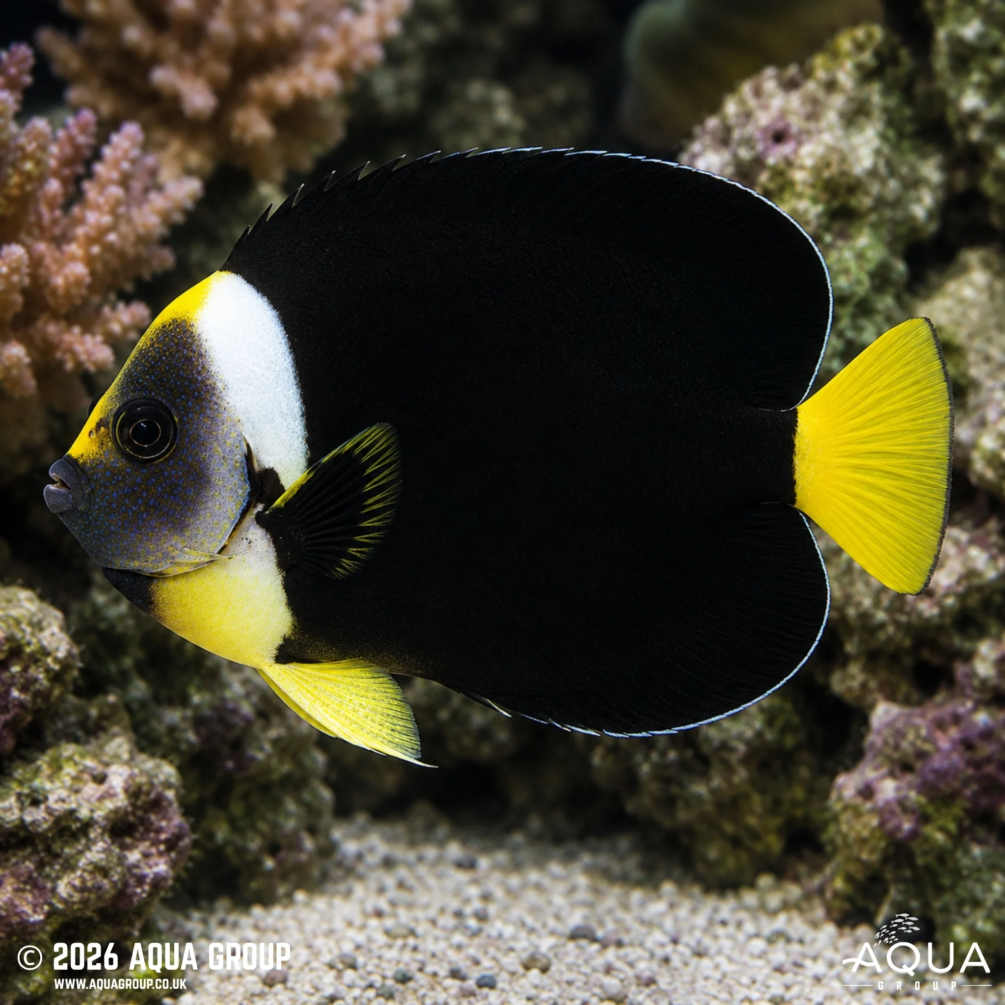 False Personifer Angelfish - Chaetodontoplus meredithi - Image 4