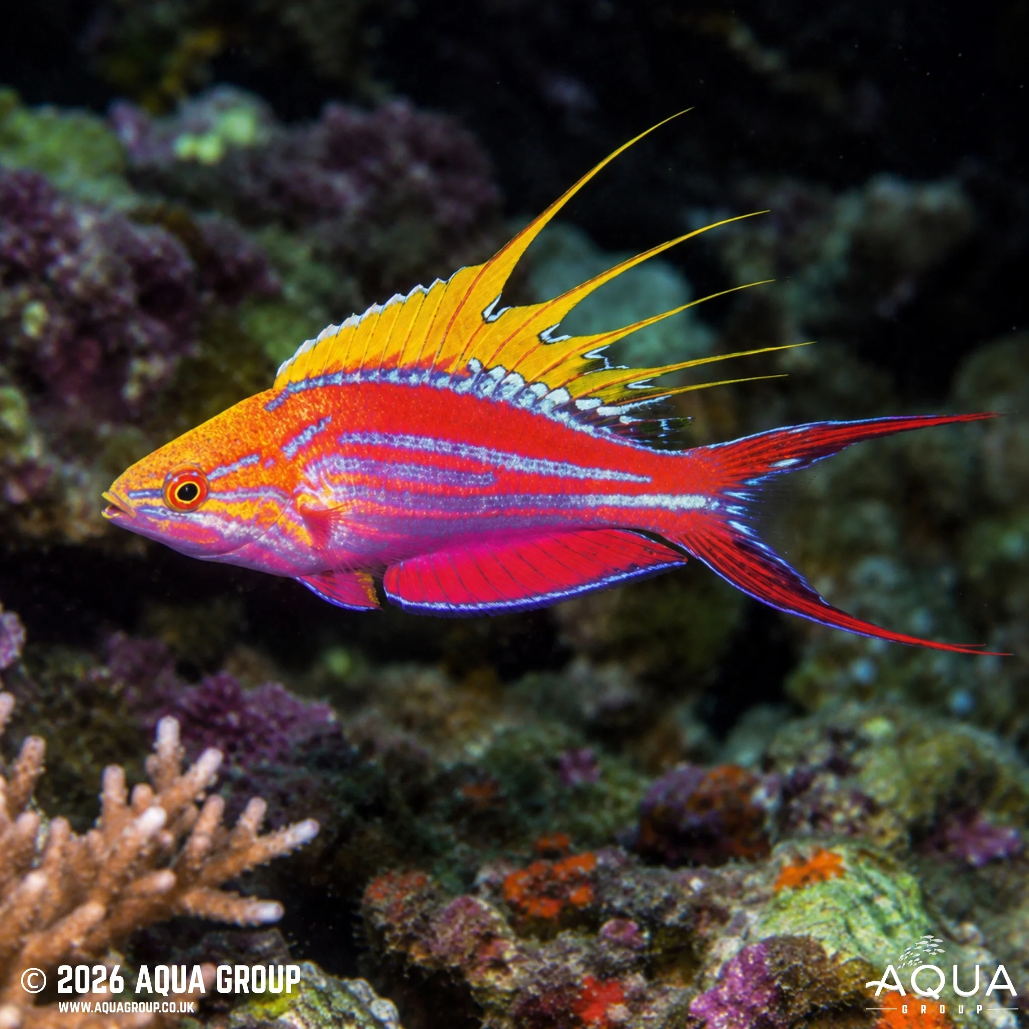 Filamentosus Flasher Wrasse - Paracheilinus filamentosus
