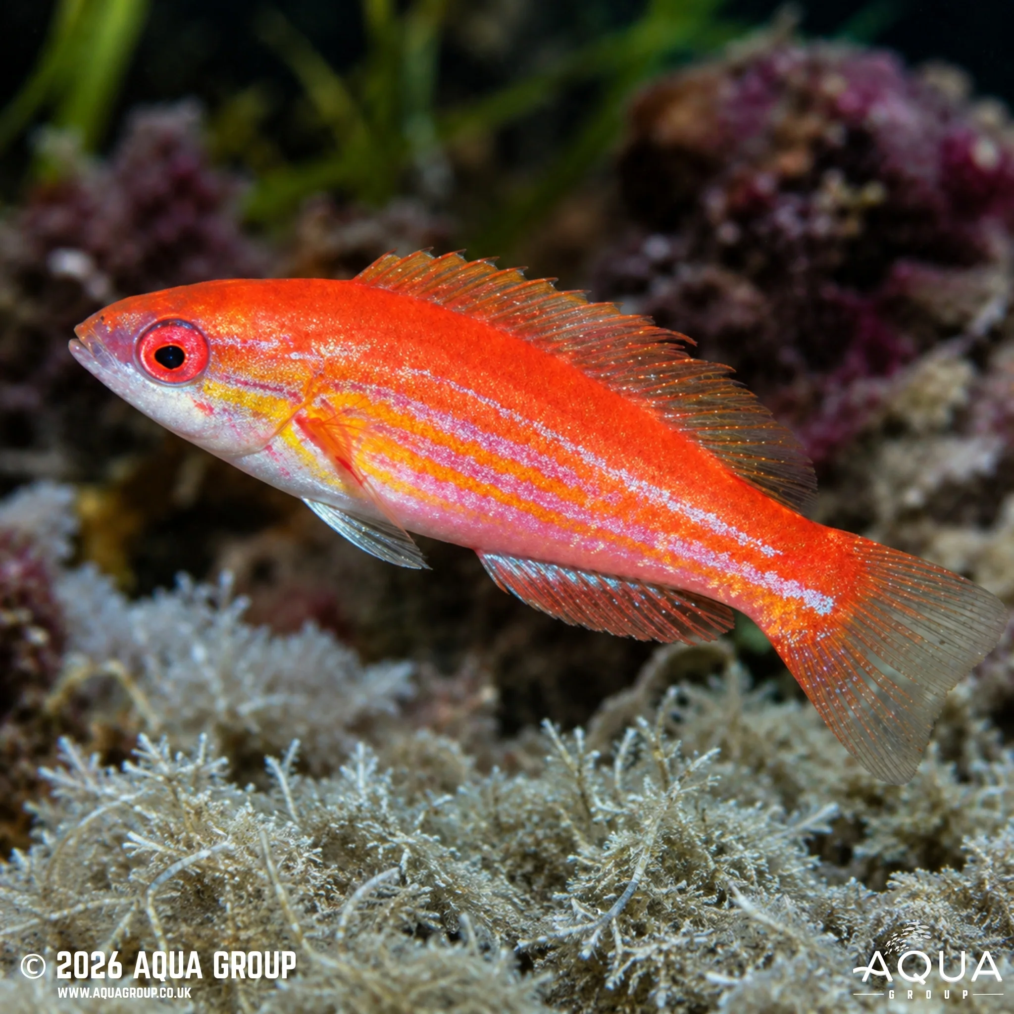 Filamentosus Flasher Wrasse - Paracheilinus filamentosus - Image 2