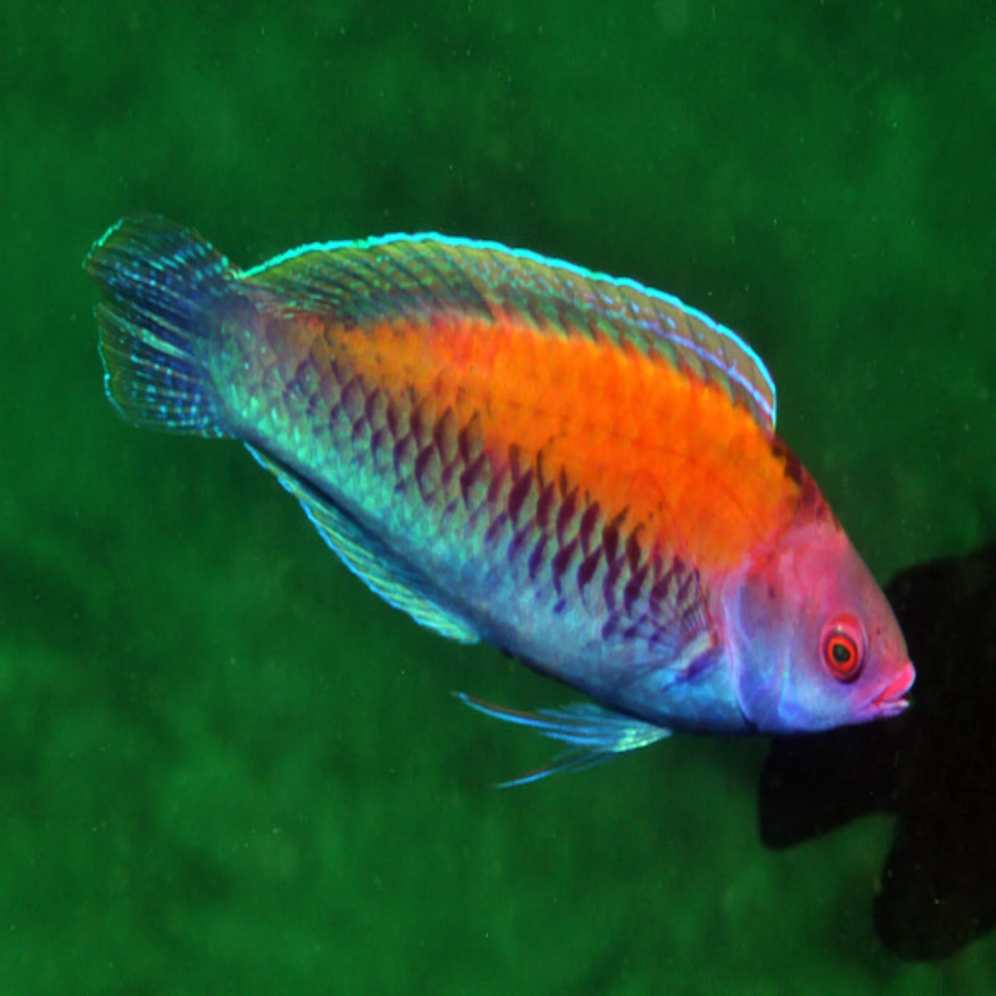 Flame Back Parrot Wrasse (Aurantidorsalis)