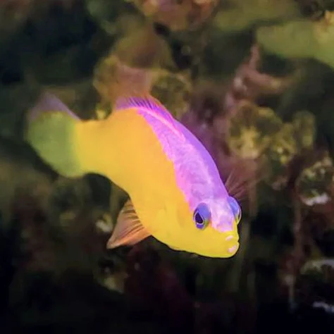 Flashback Pygmy Basslet