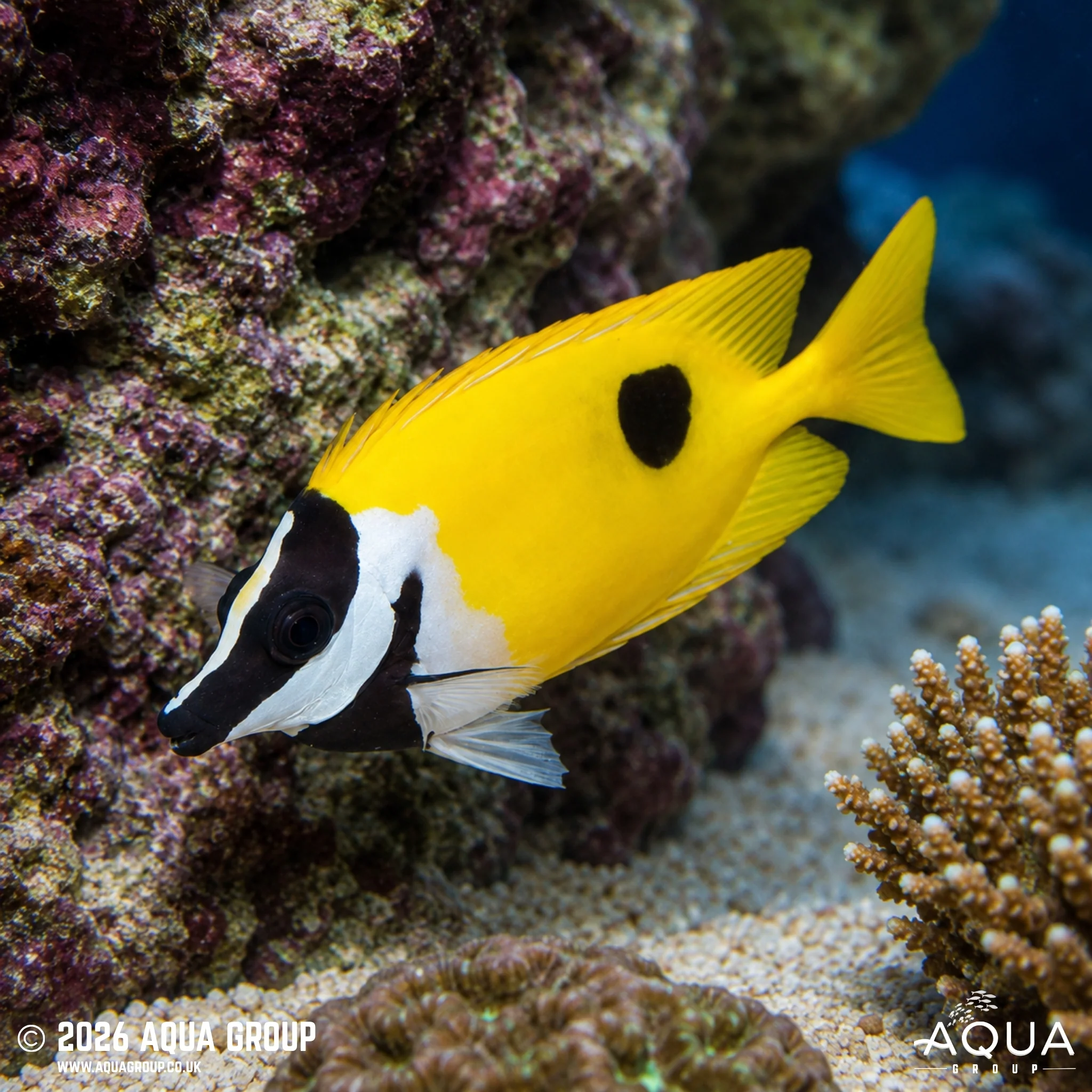 Black Spot Foxface - Siganus unimaculatus