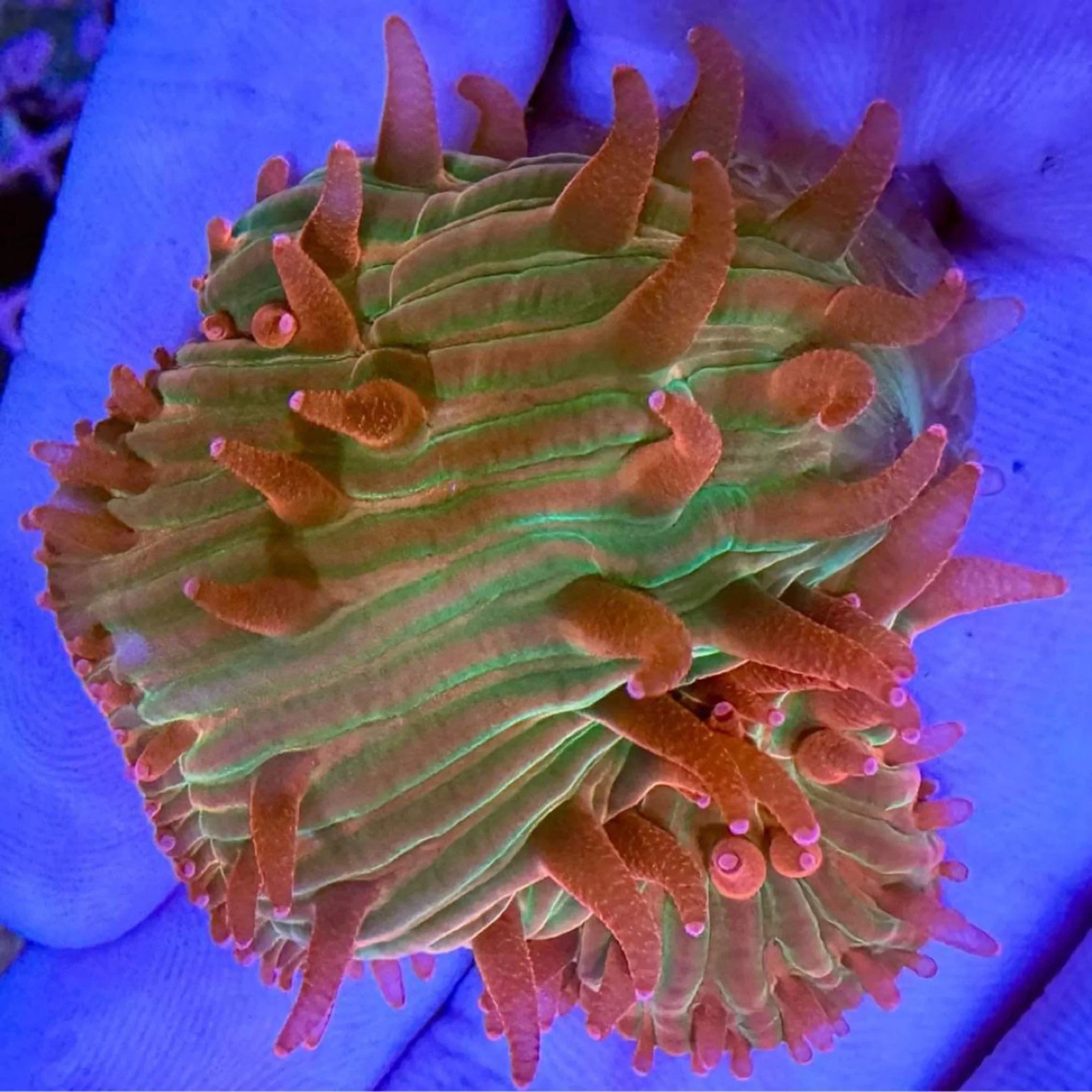 Fruit Pastel Lithophyllion
