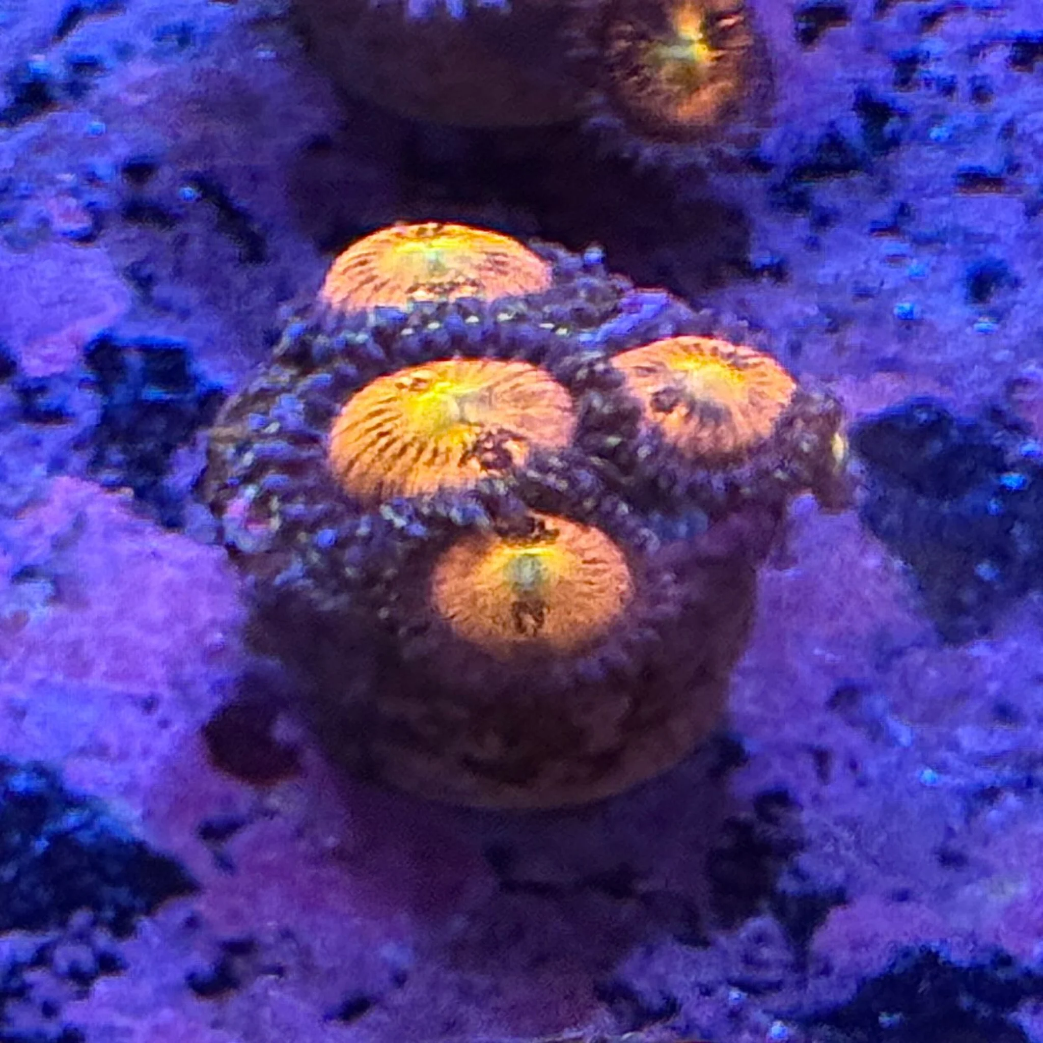 Fun Dip Zoa