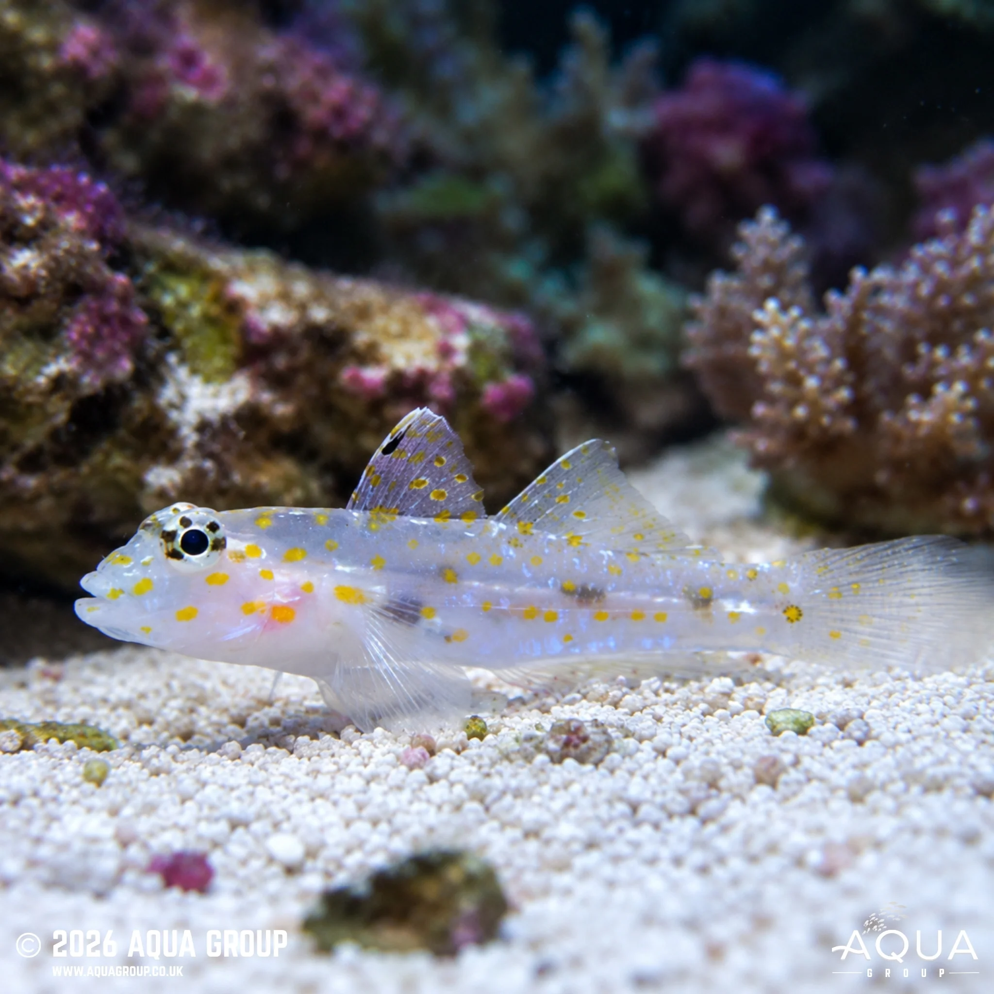 Ghost Goby - Fusigobius Longispinus