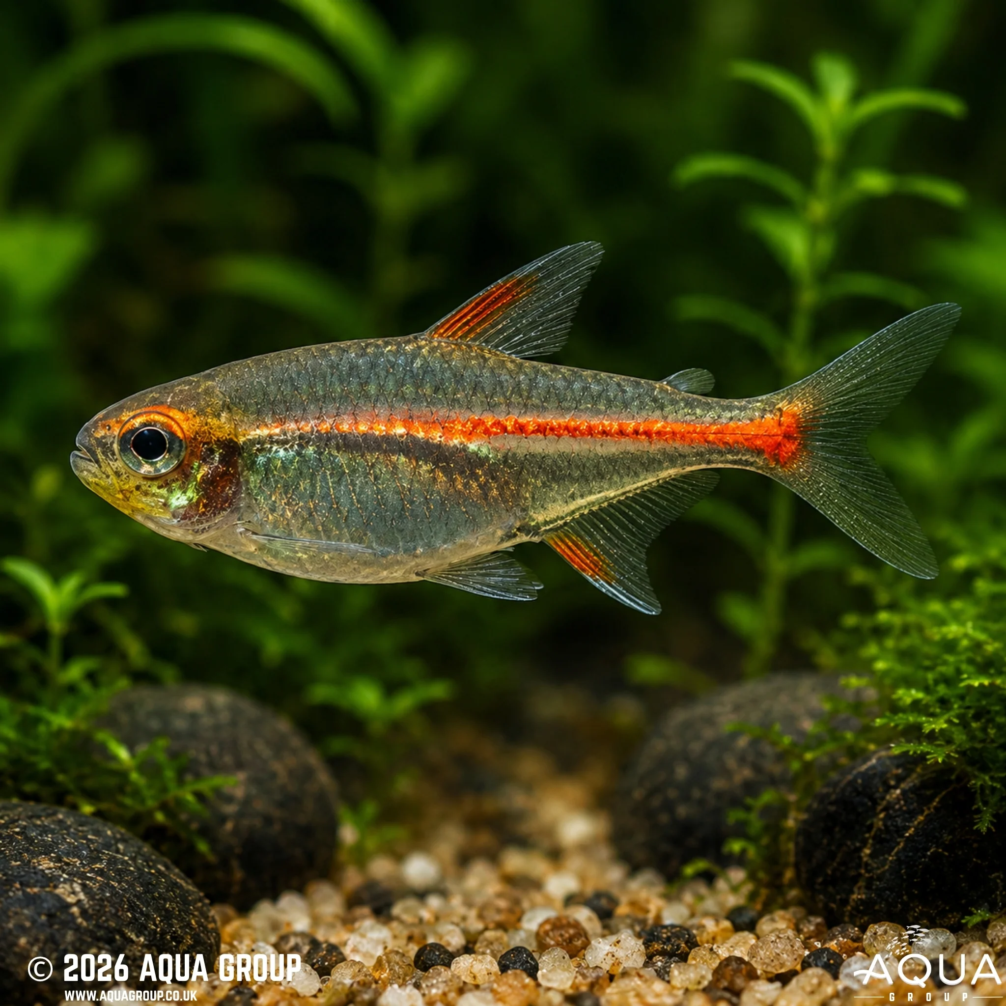 Glowlight Tetra - Hemigramus erythrozonus