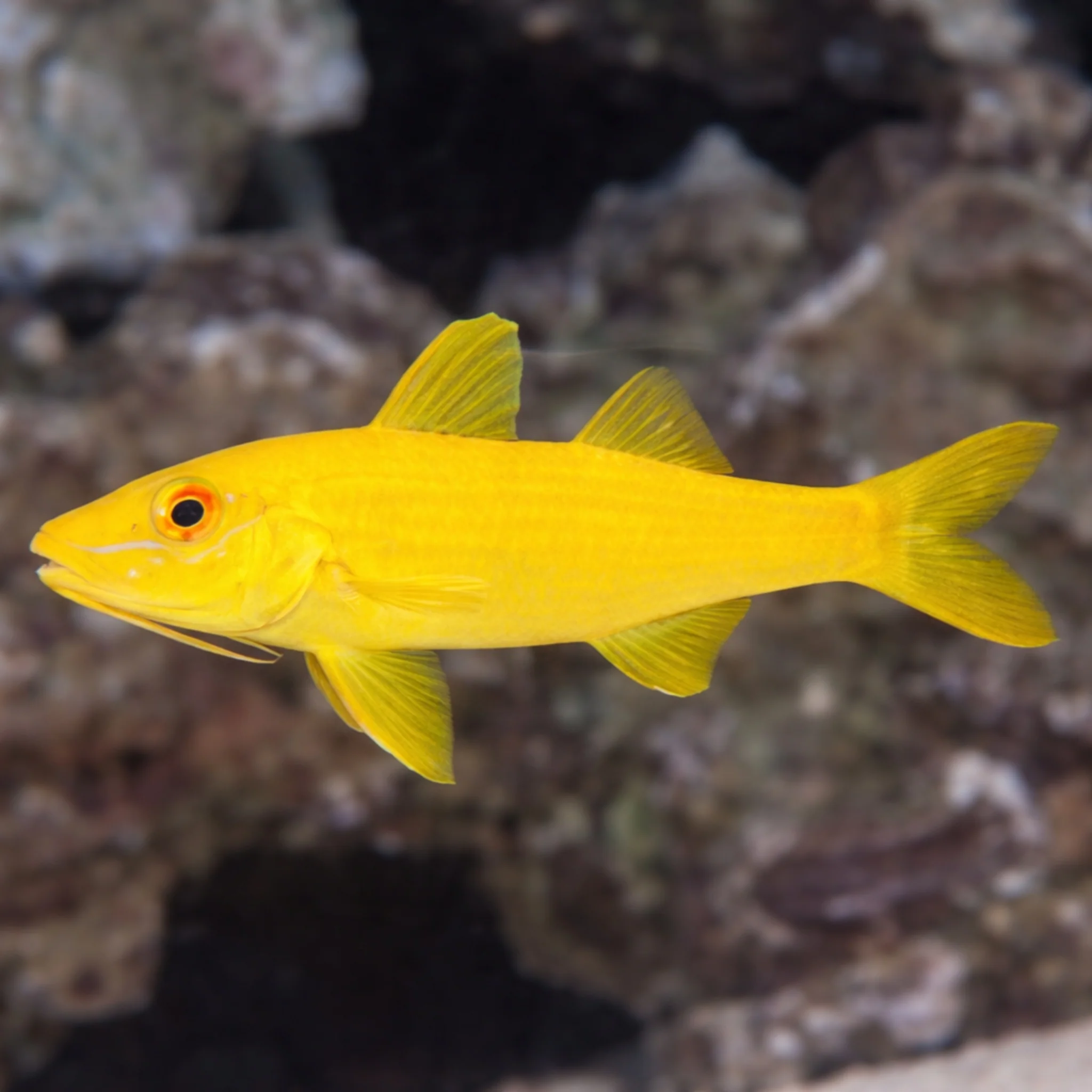 Yellow Goatfish - Parupeneus cyclostomus