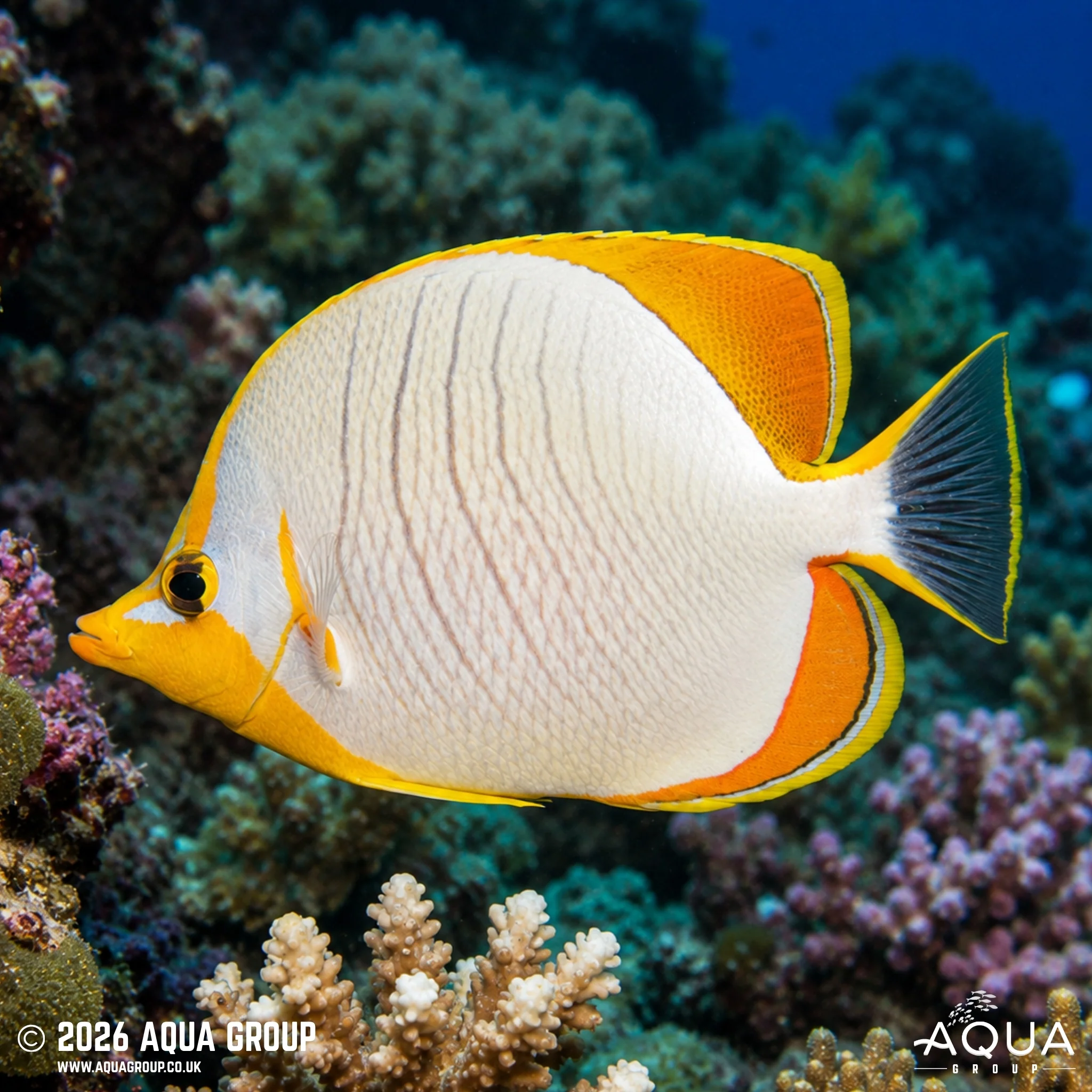 Gold Rim Butterflyfish - Chaetodon xanthocephalus