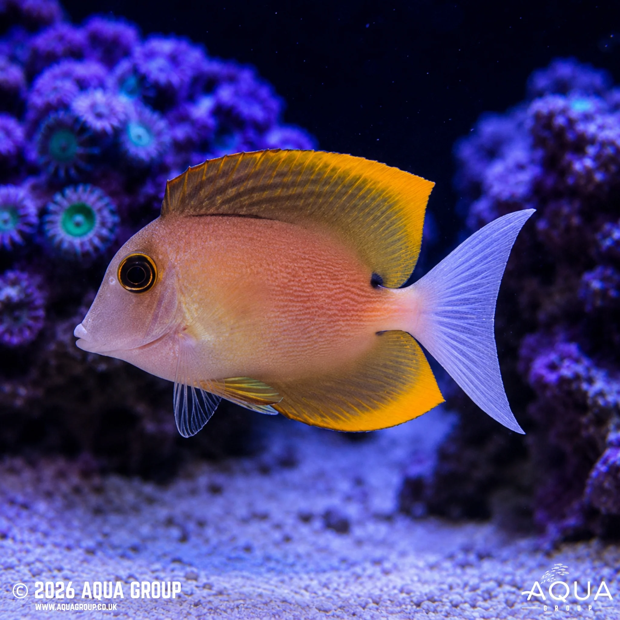 Tomini Tang - Ctenochaetus tominiensis