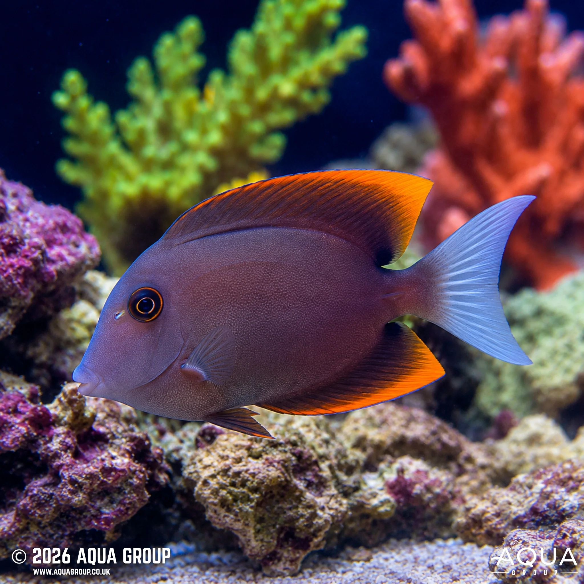 Tomini Tang - Ctenochaetus tominiensis - Image 2