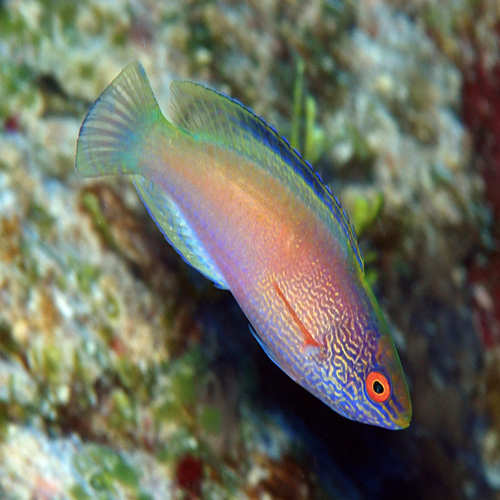 Cirrhilabrous rhomboidalis pair