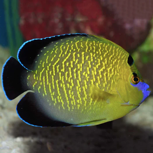 Goldflake Angel | Tank Bred | Aqua Group