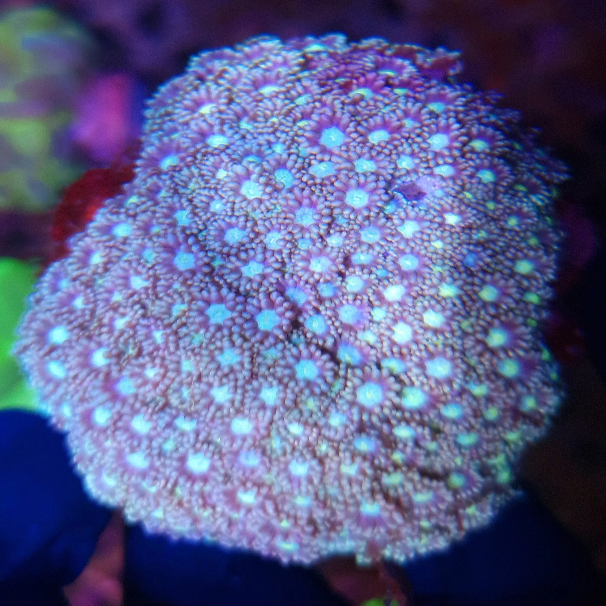 Goniopora Various Frag