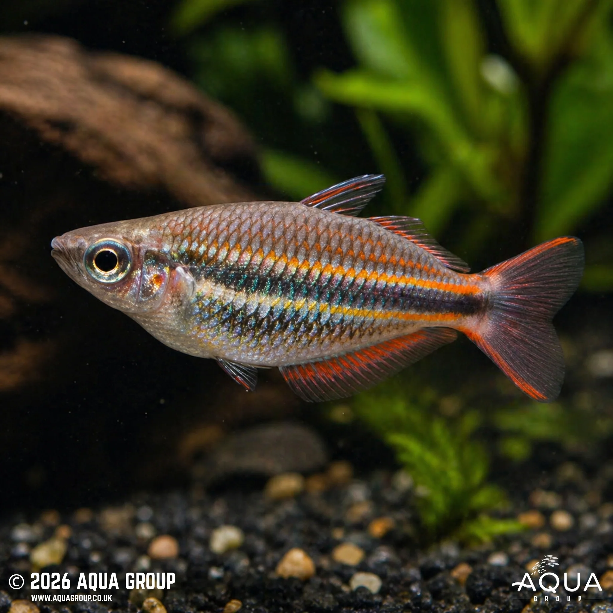 Goyder River Rainbowfish - Melanotaenia trifasciata "Goyder River" - Image 2