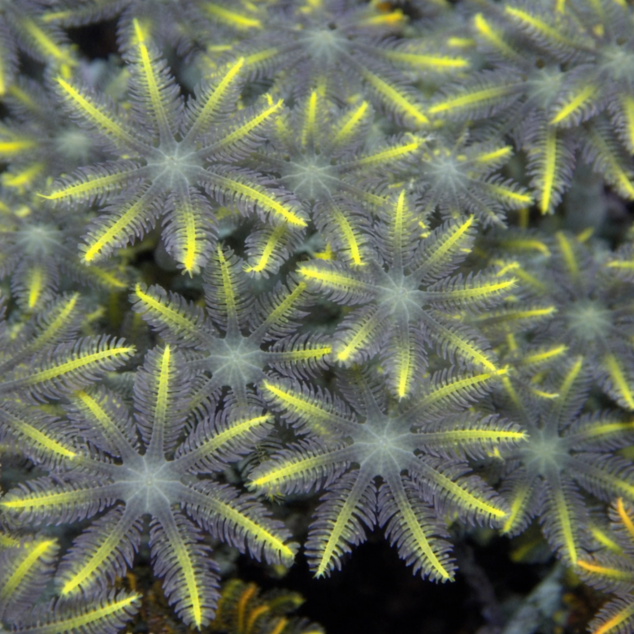 Yellow Stripe Clove Polyp Coral