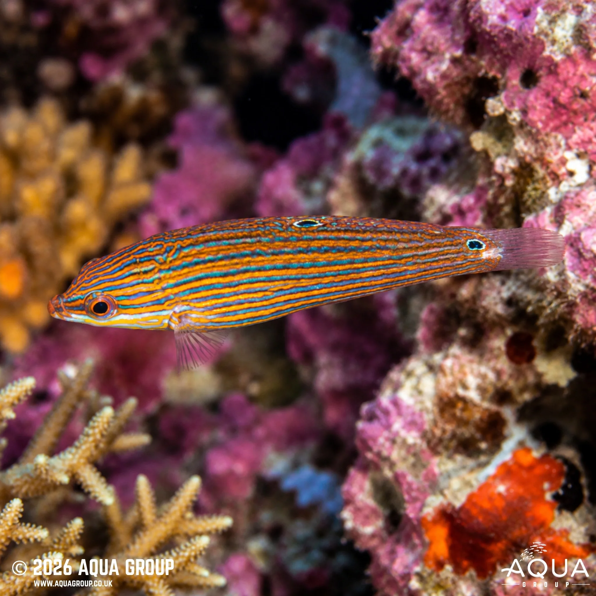 Grey Head Wrasse - Halichoeres leucurus - Image 2