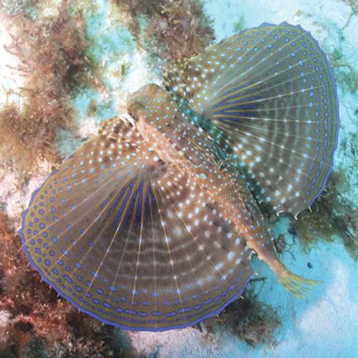 Gurnard - Flying