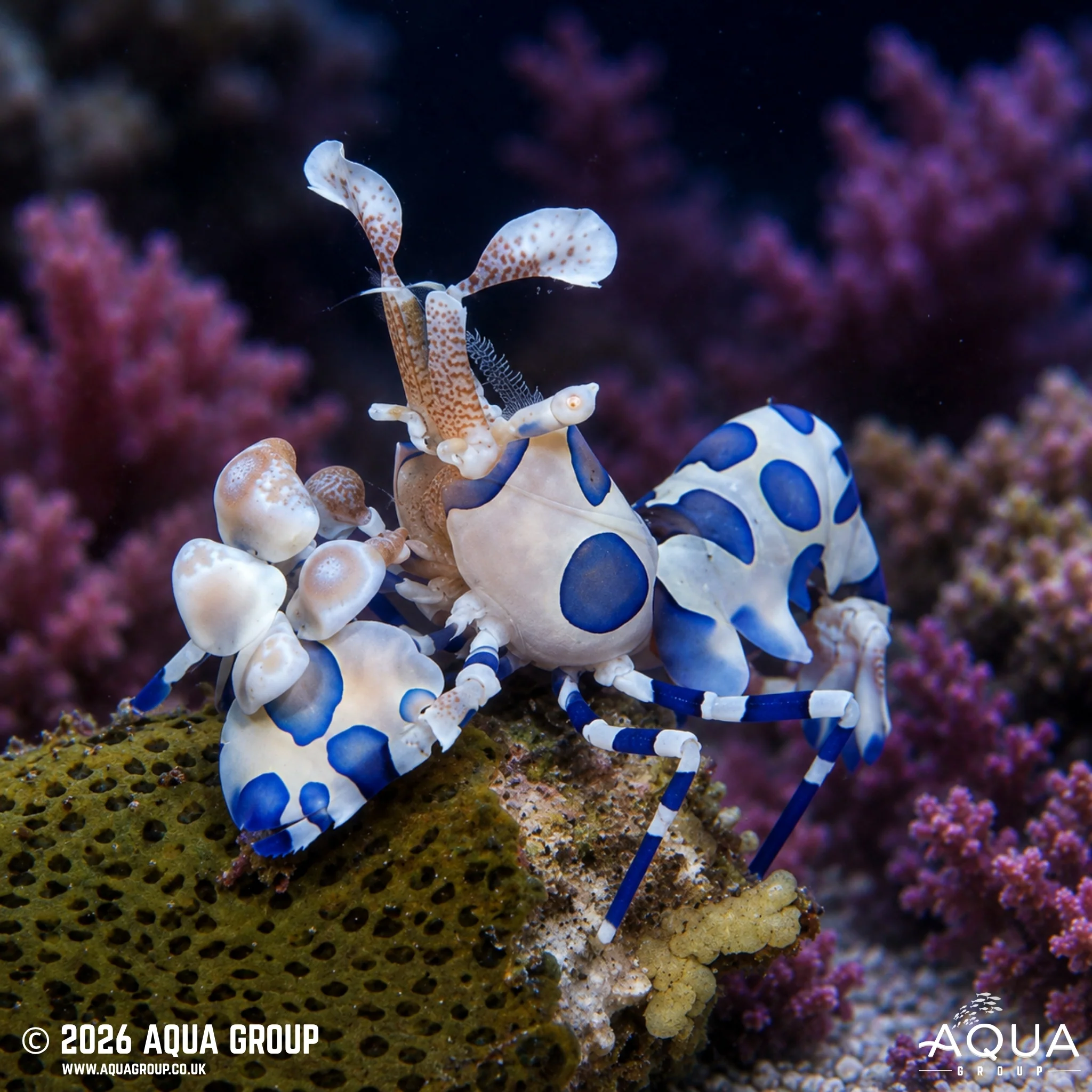 Harlequin Shrimp - Hymenocera picta