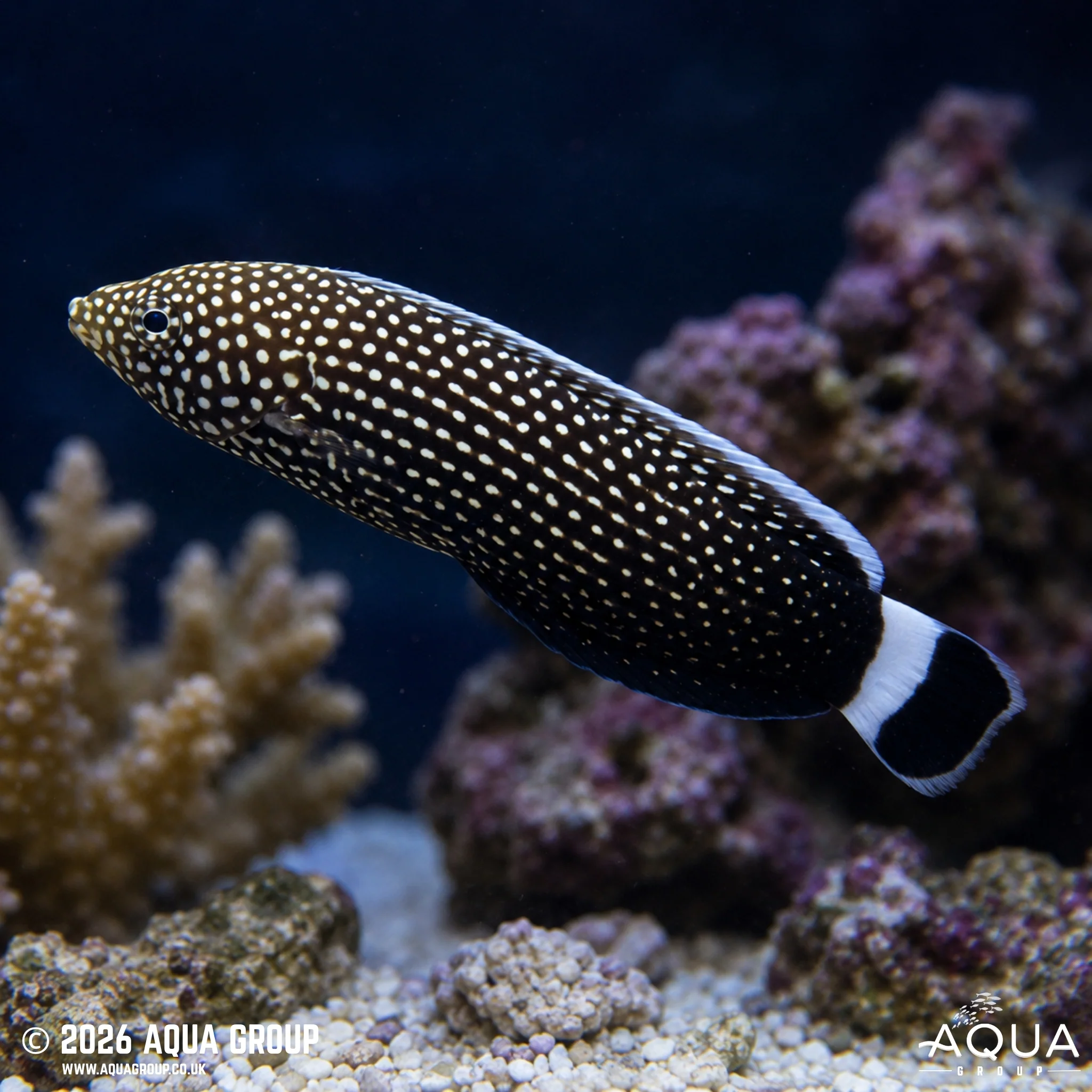 Black Tail Tamarin Wrasse - Anampses chrysocephalus