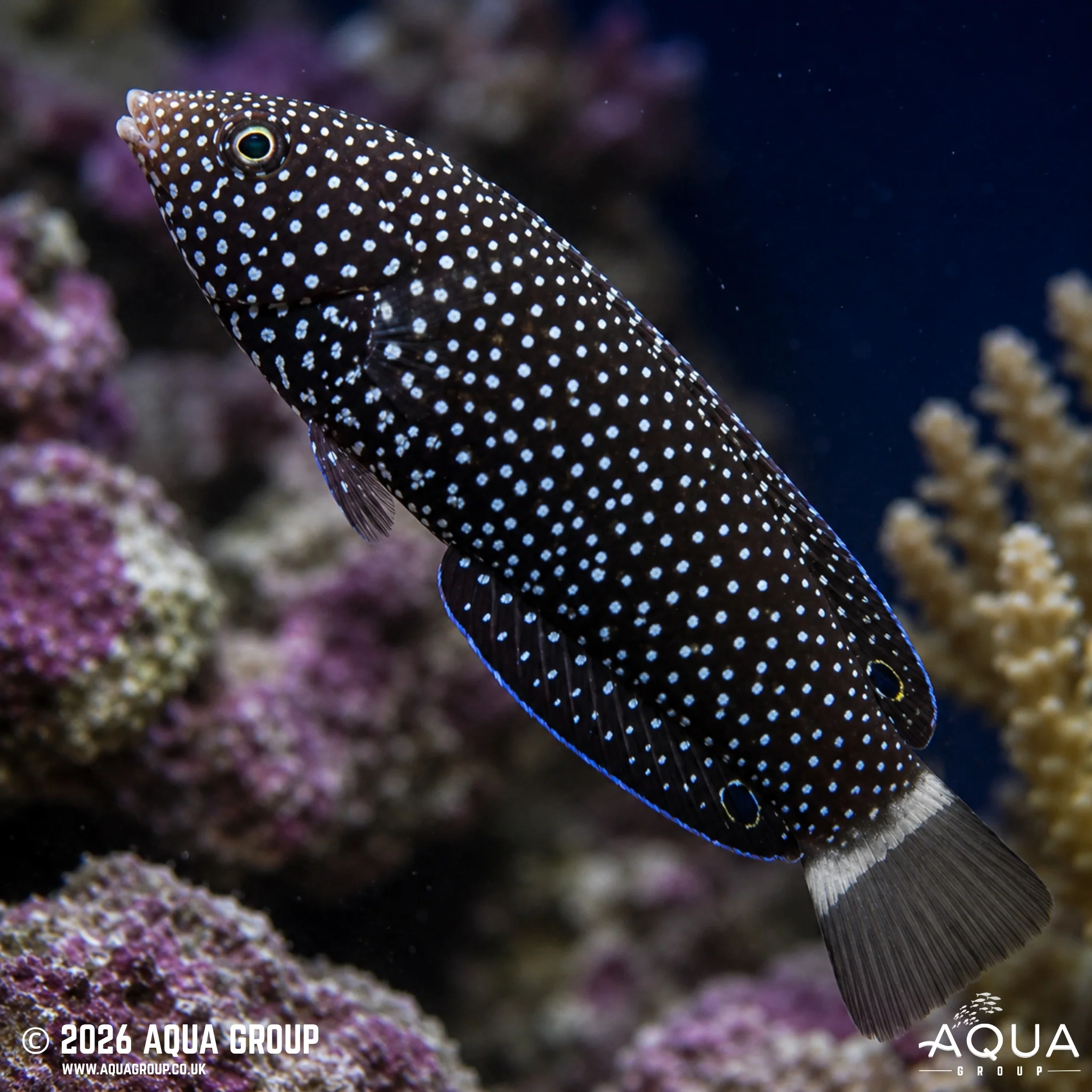 Black Tail Tamarin Wrasse - Anampses chrysocephalus - Image 2