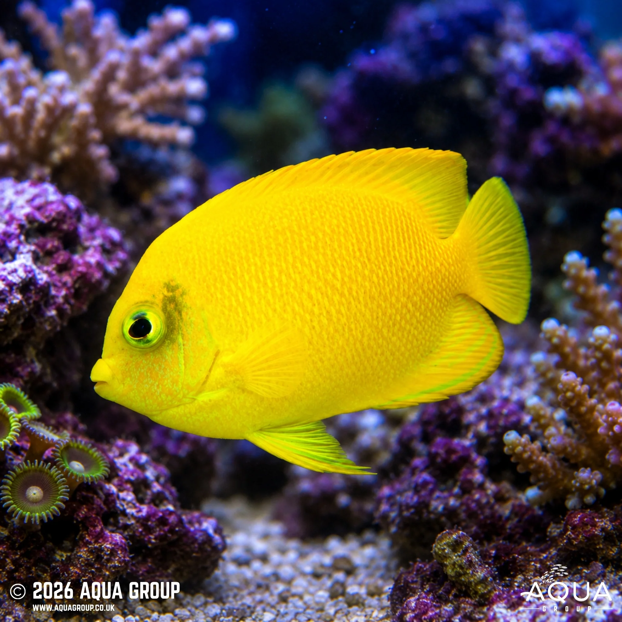 Herald’s Angelfish - Centropyge heraldi