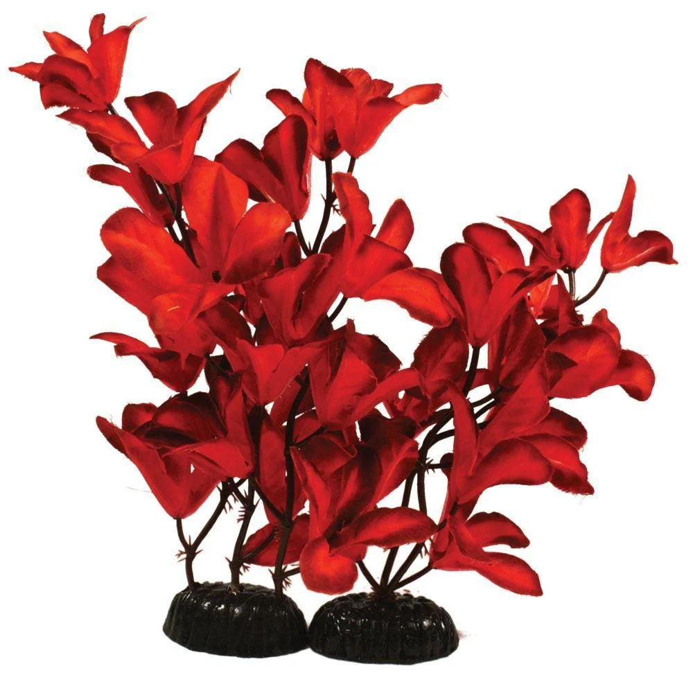 Hugo Kamishi Glandulosa Red Silk - Aquarium Plants - Image 3