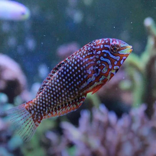 Ornate Leopard Wrasse - Macropharyngodon Ornatus