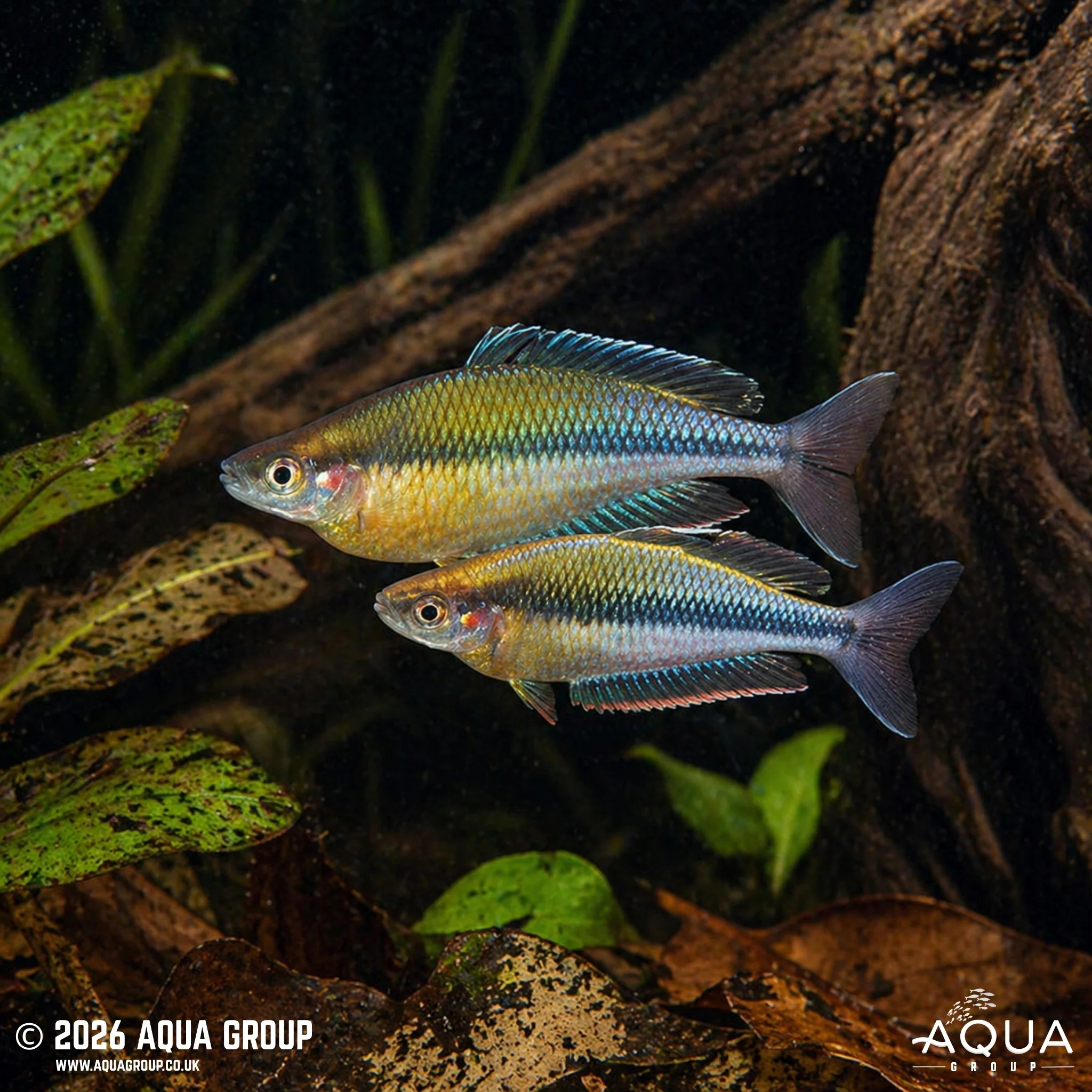Kali Jakora Rainbowfish - Melanotaenia jakora - Image 2