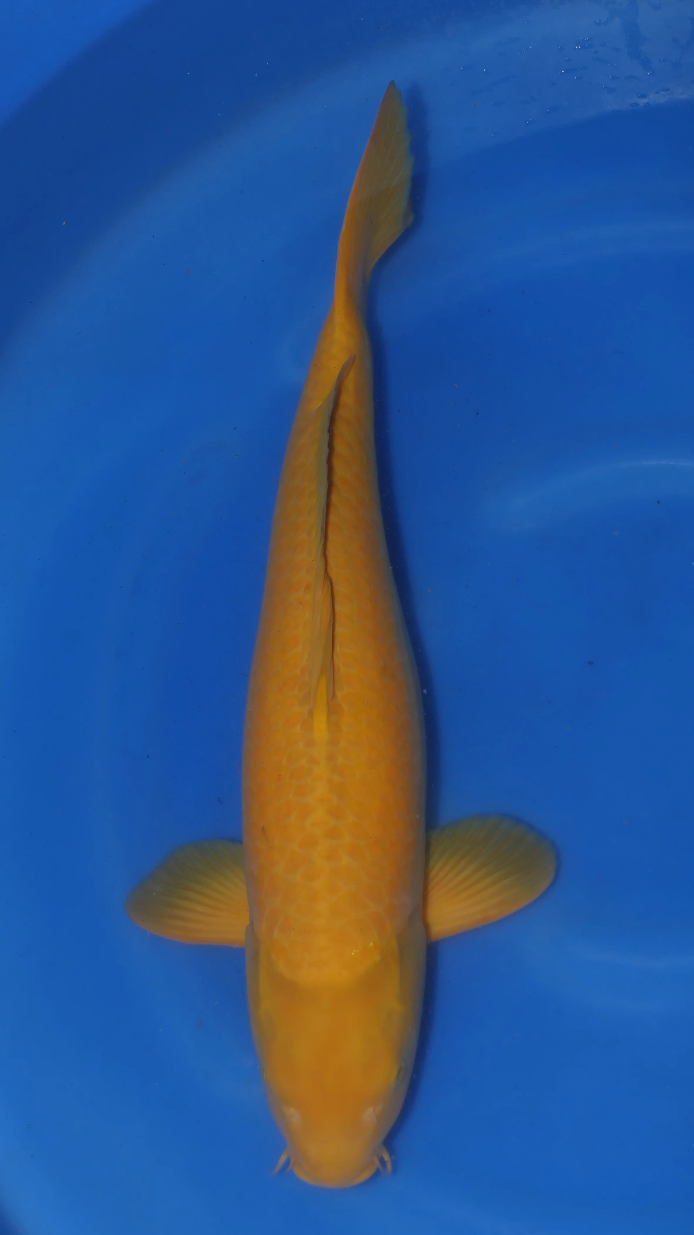 Japan 2025 Hand Selected Koi