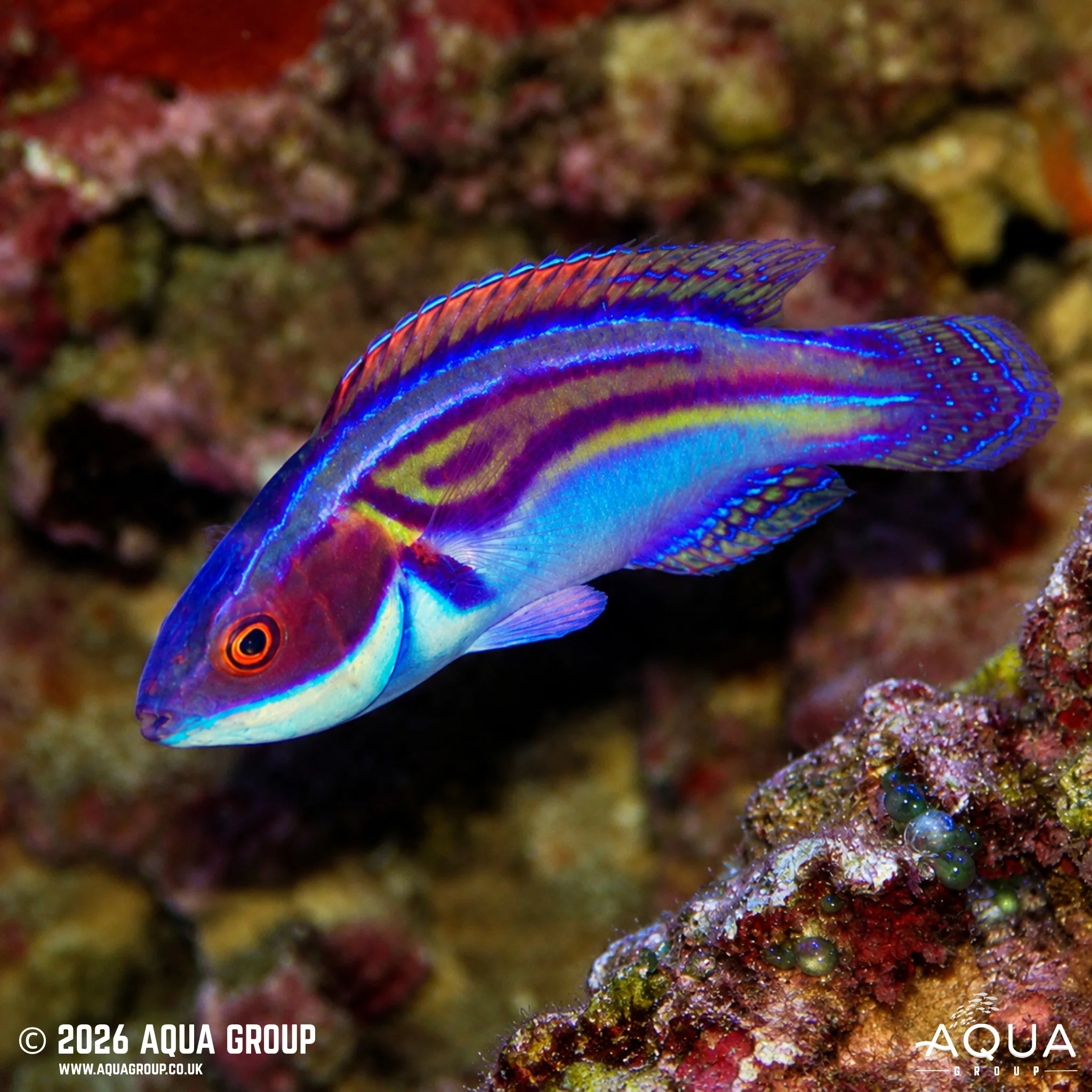 Australian Labout's Fairy Wrasse - Cirrhilabrus laboutei