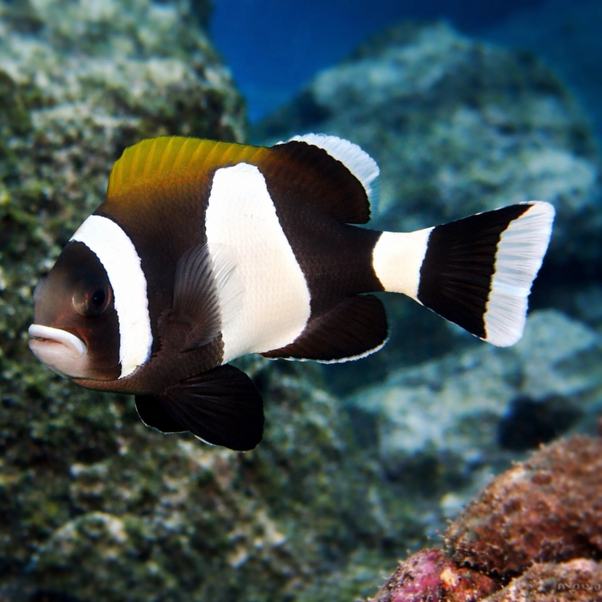 Australian Wideband Clownfish - Amphiprion latezonatus