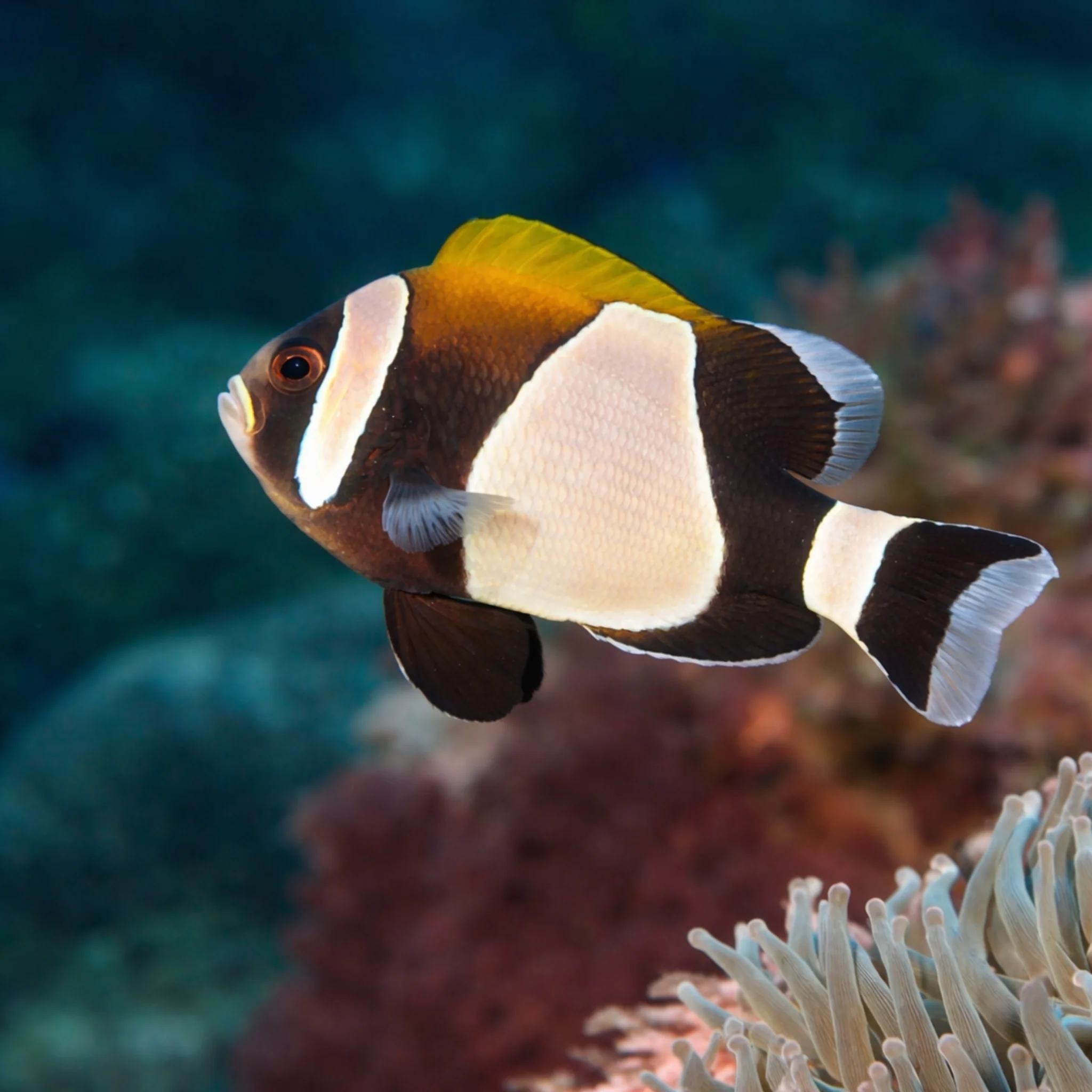 Australian Wideband Clownfish - Amphiprion latezonatus - Image 2
